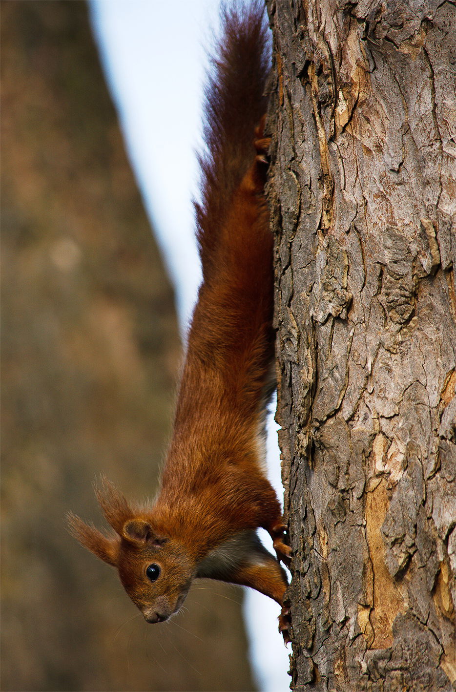 Gefangene Momente der Wildnis