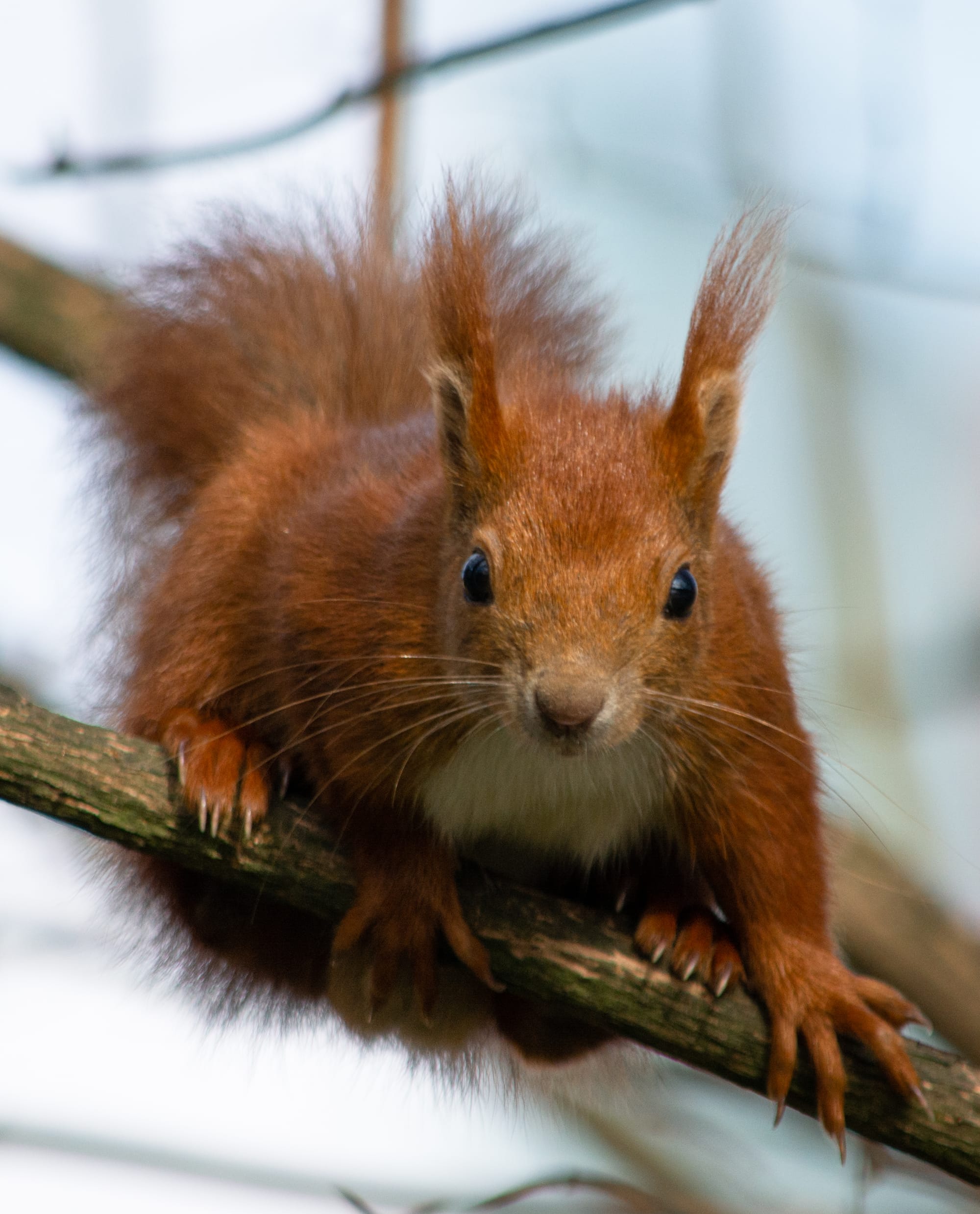 Gefangene Momente der Wildnis