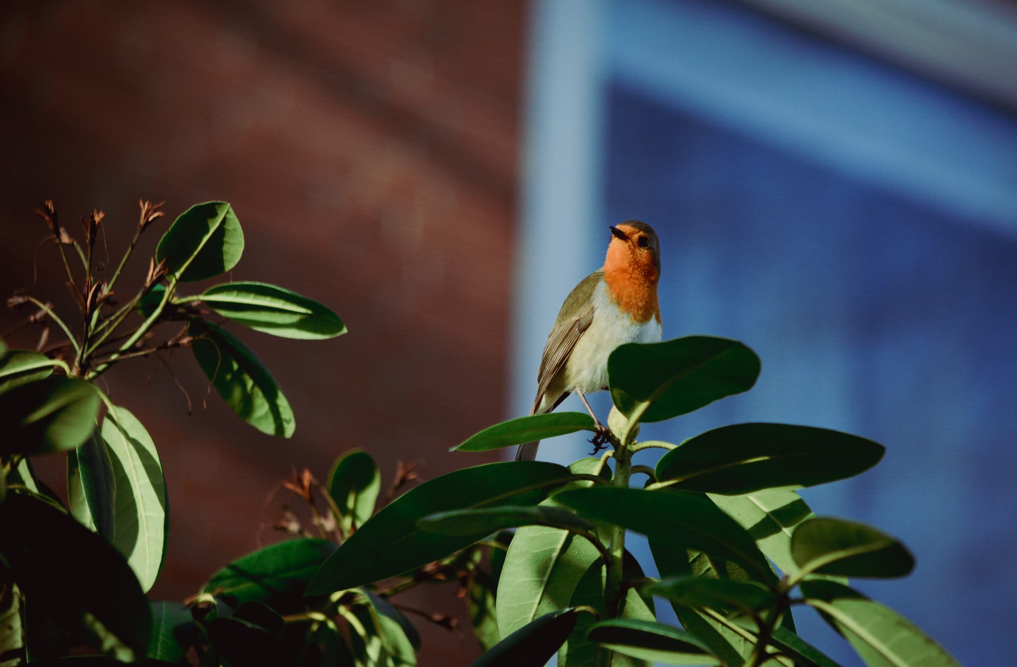 Gefangene Momente der Wildnis