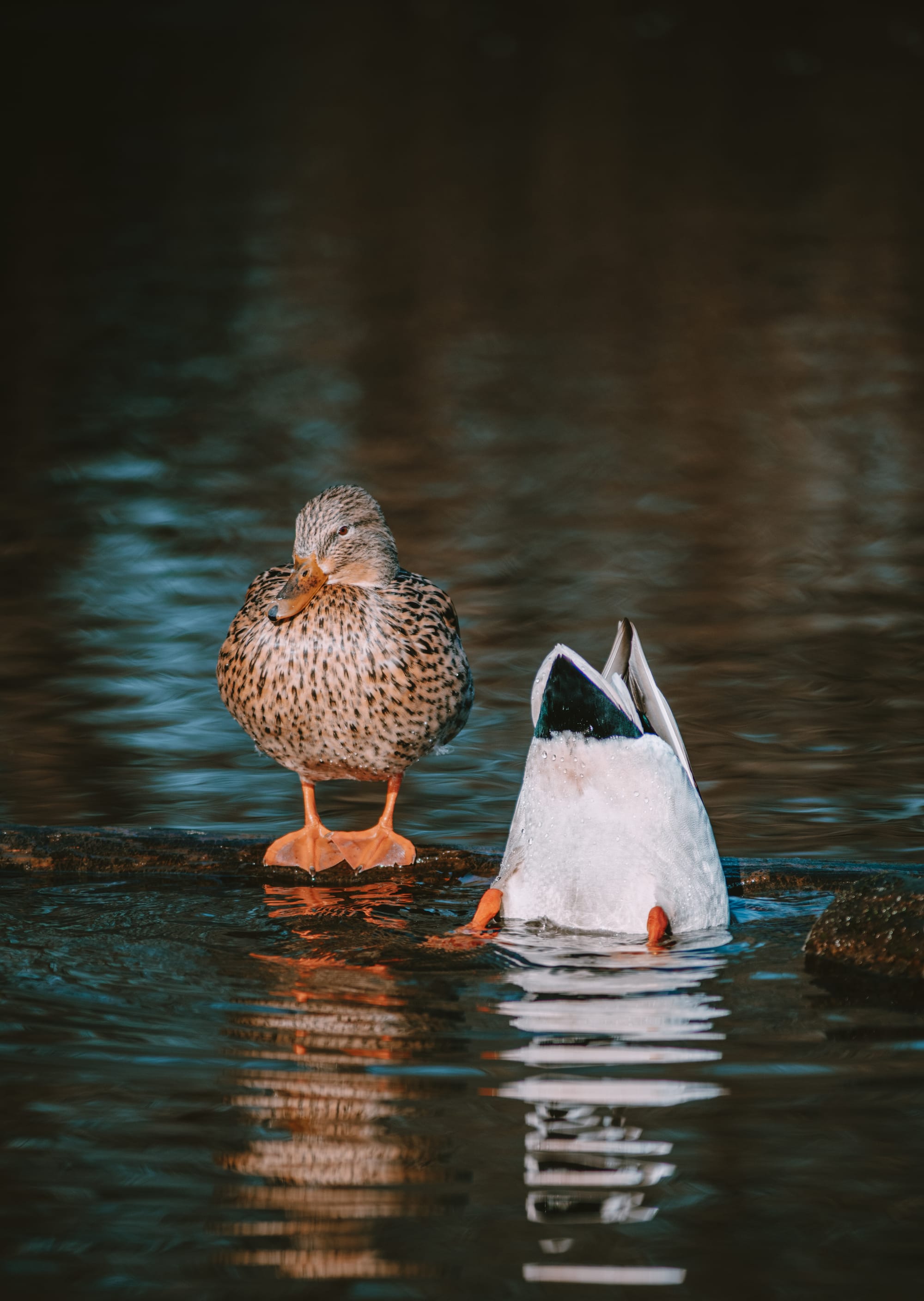 Gefangene Momente der Wildnis