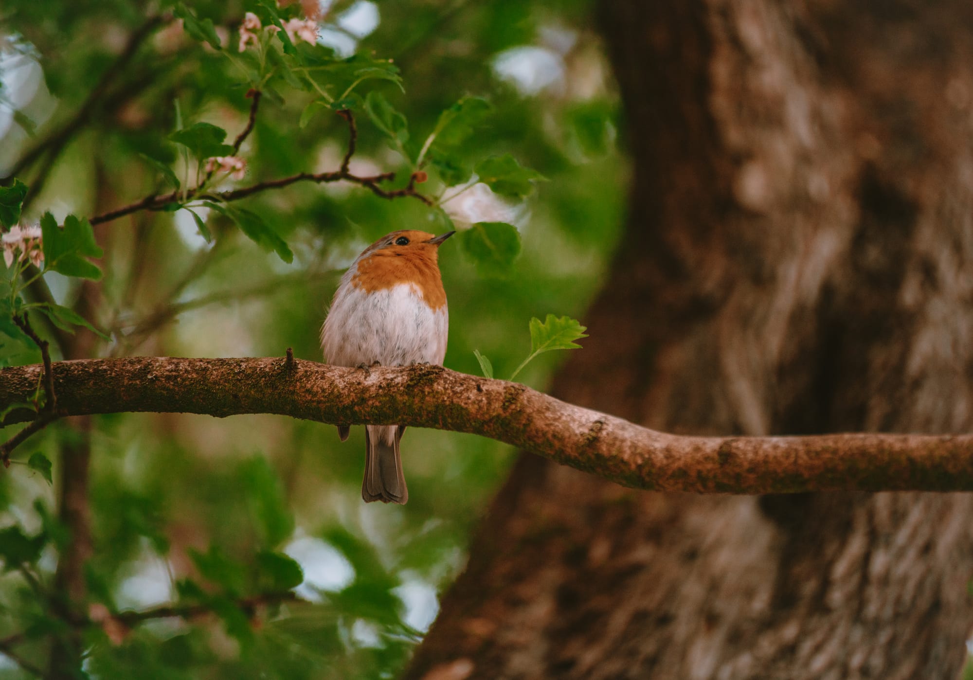 Gefangene Momente der Wildnis