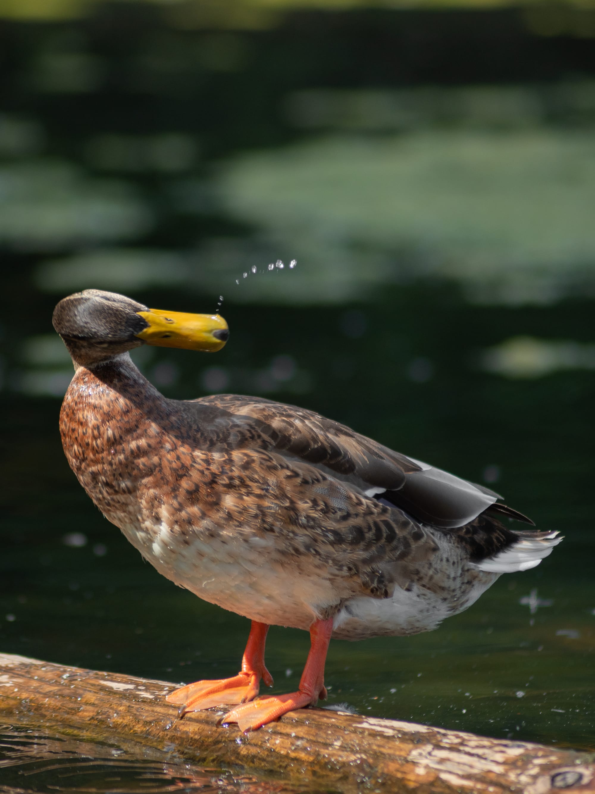 Gefangene Momente der Wildnis