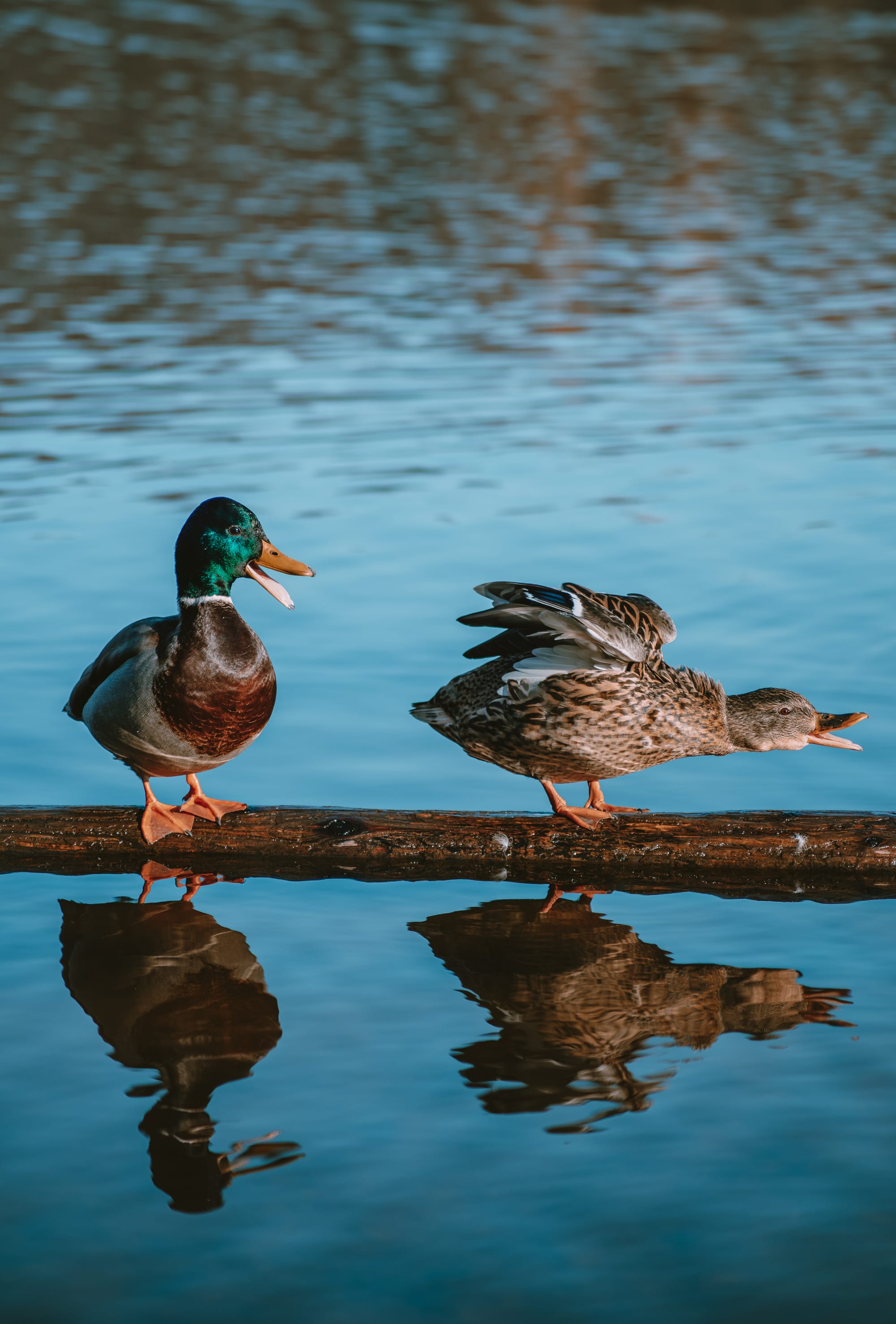 Gefangene Momente der Wildnis