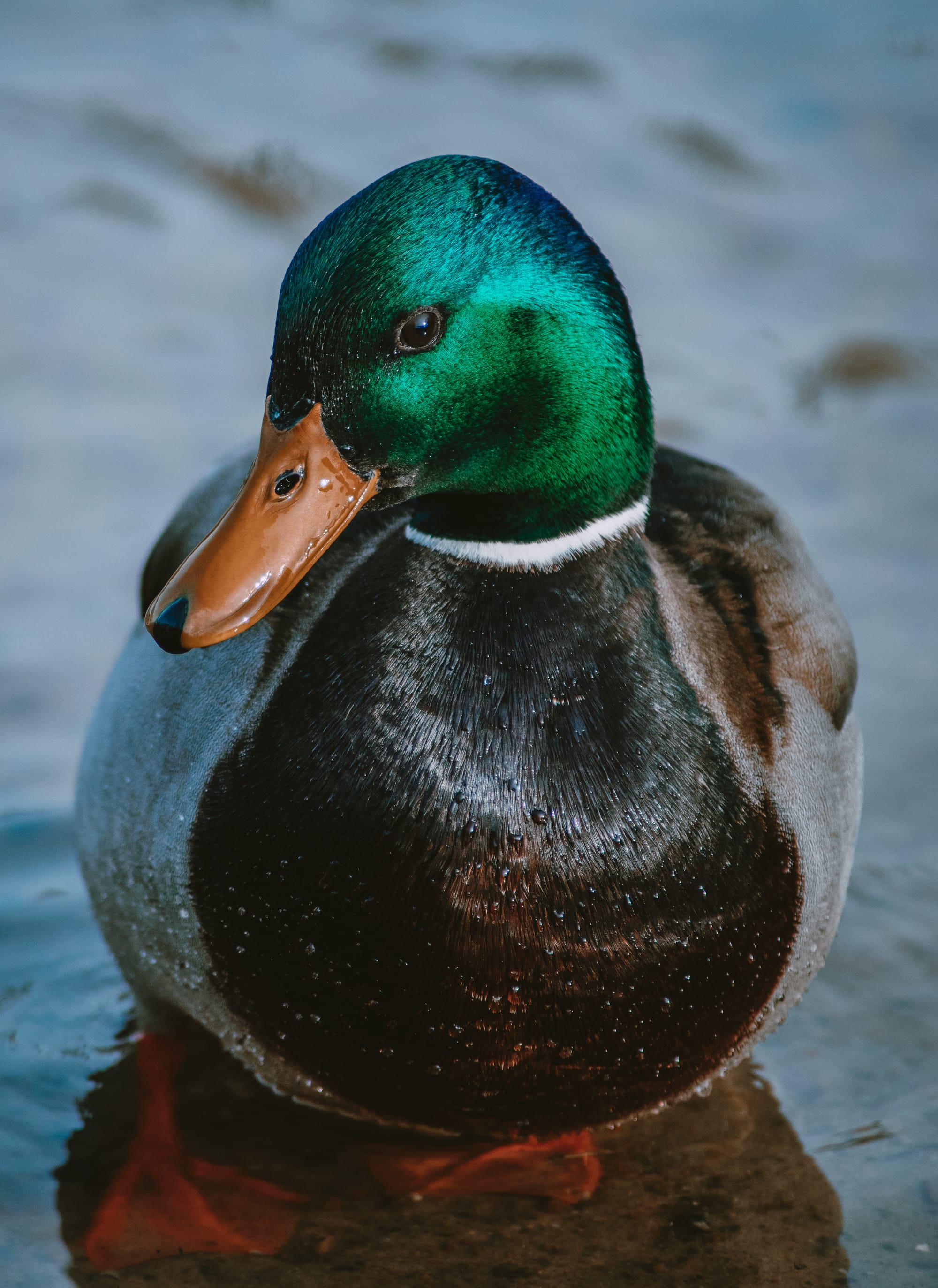 Gefangene Momente der Wildnis