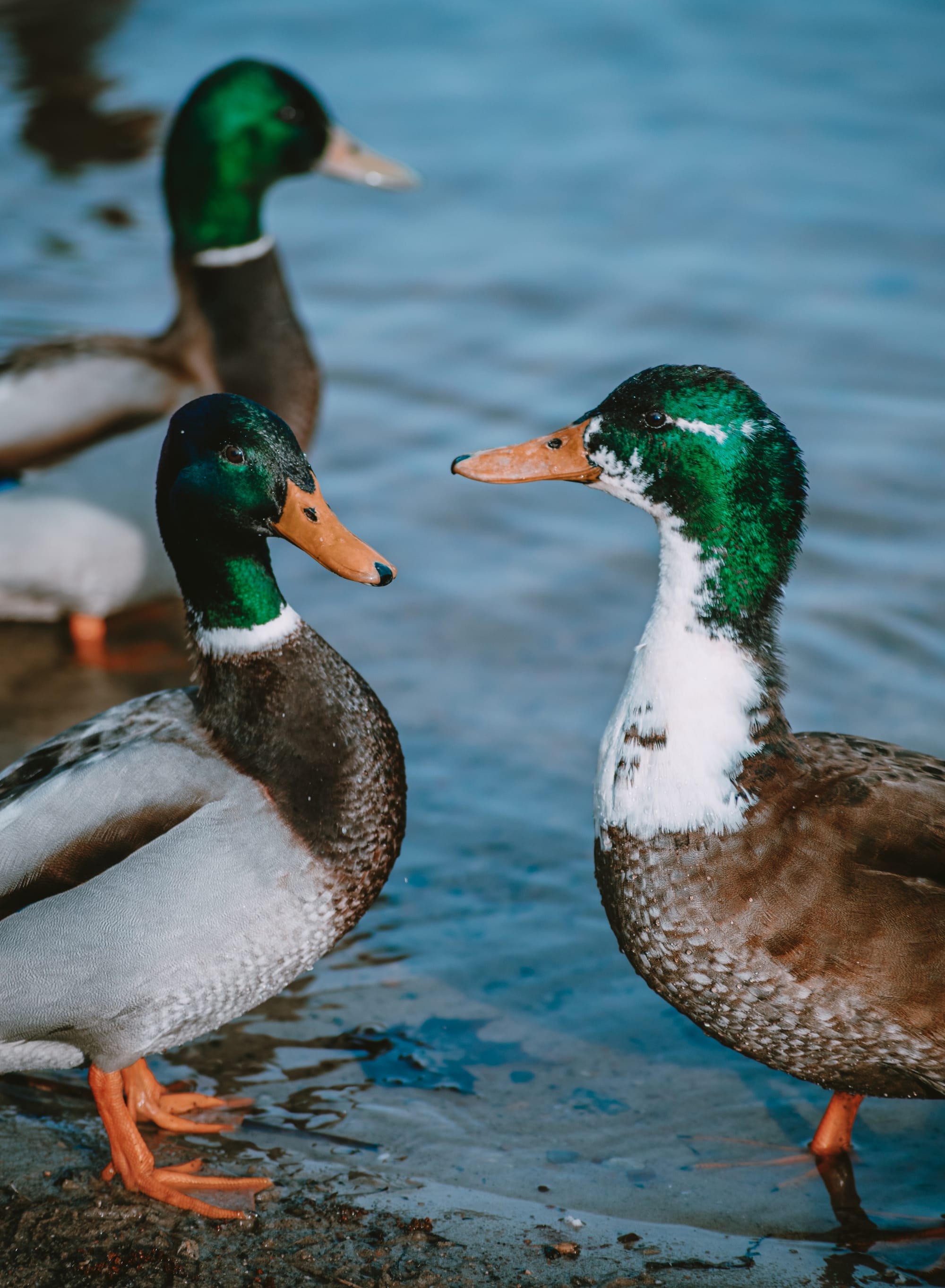 Gefangene Momente der Wildnis