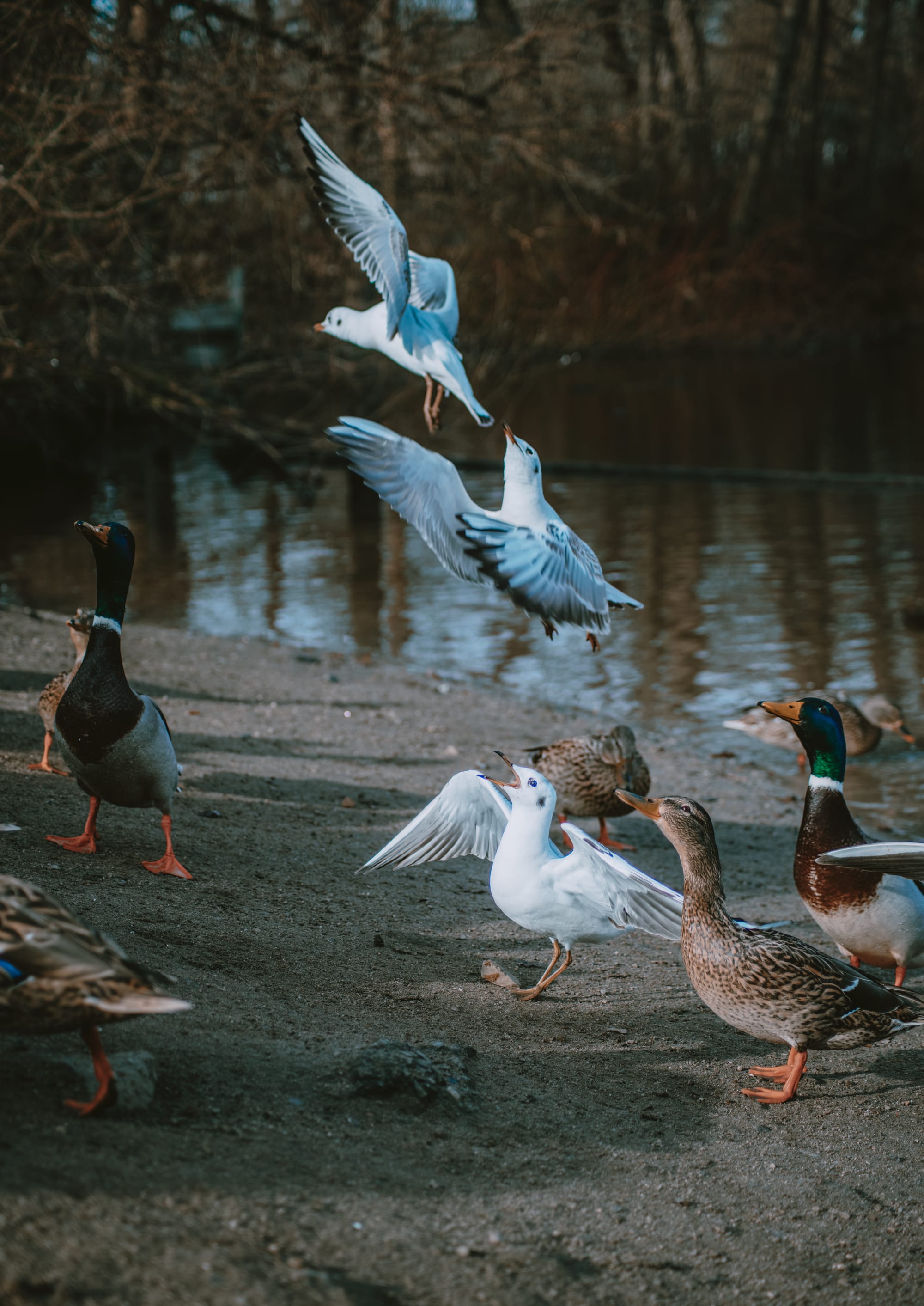 Gefangene Momente der Wildnis