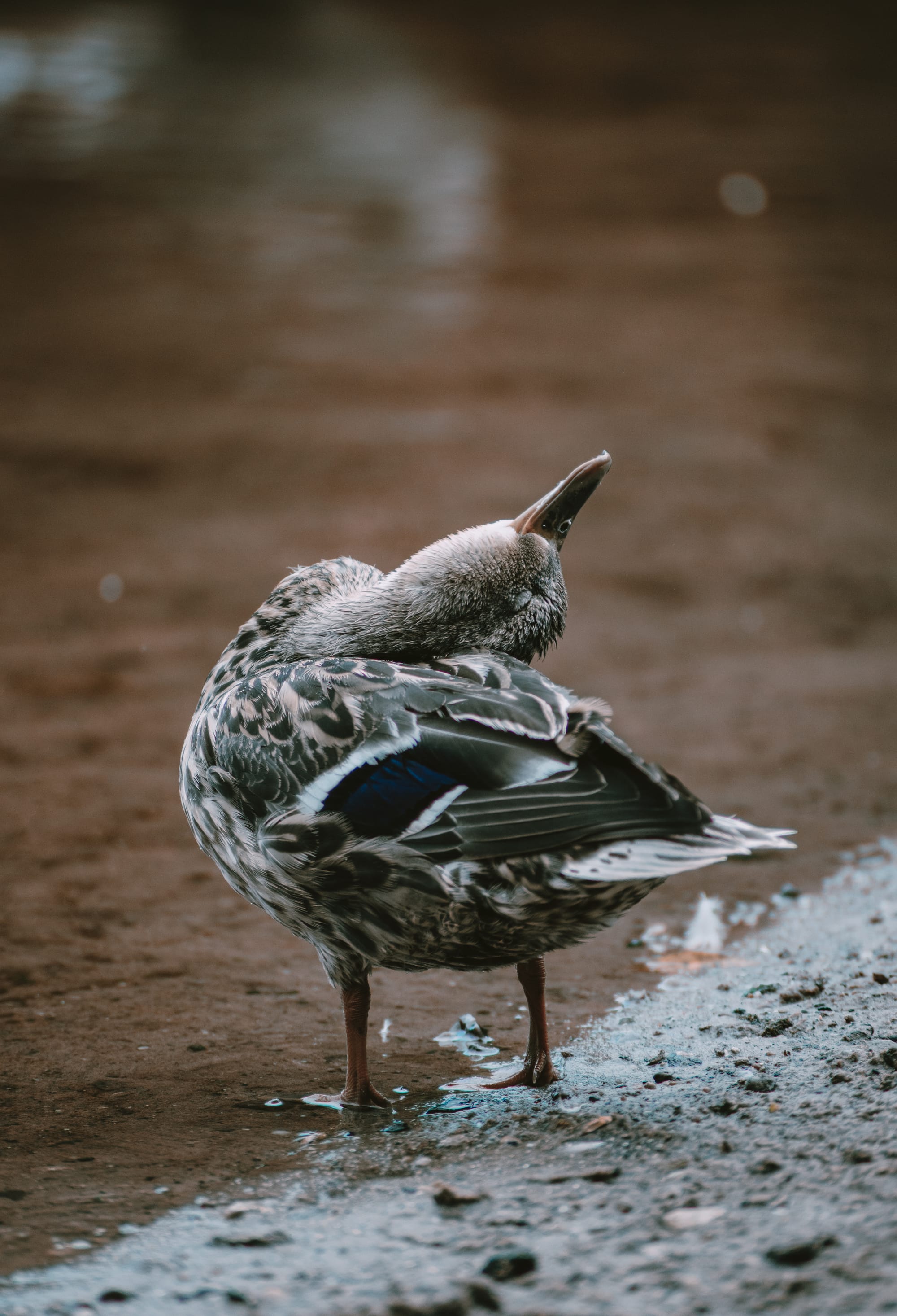 Gefangene Momente der Wildnis