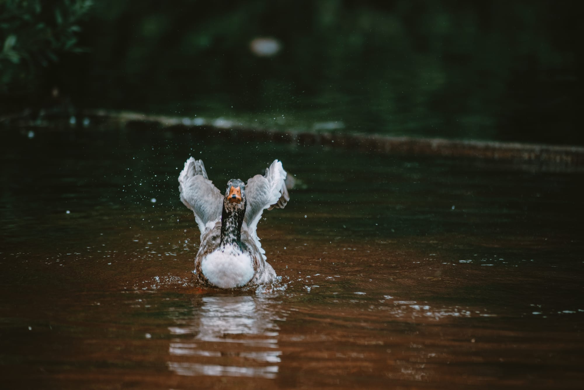 Gefangene Momente der Wildnis