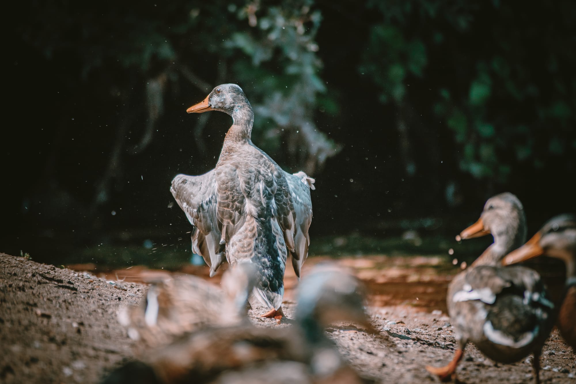 Gefangene Momente der Wildnis