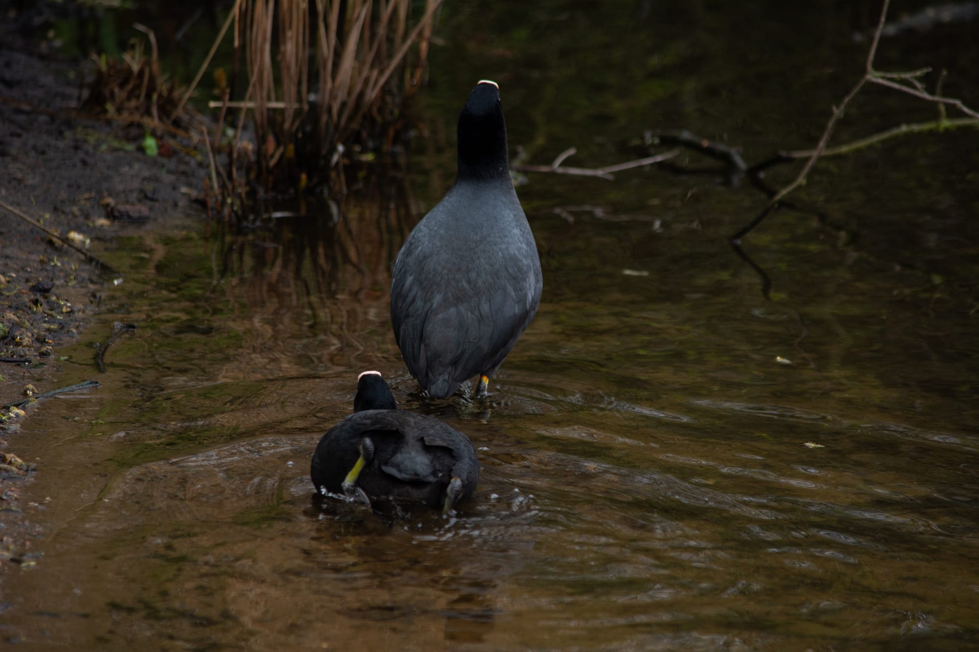 Gefangene Momente der Wildnis