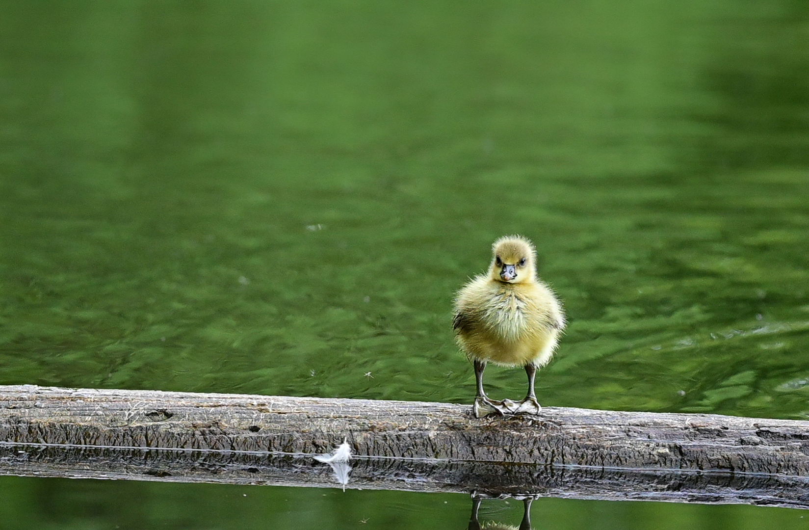 Gefangene Momente der Wildnis