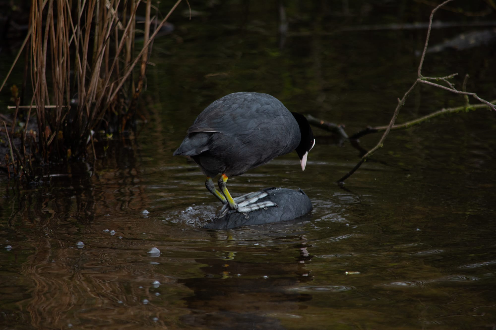 Gefangene Momente der Wildnis