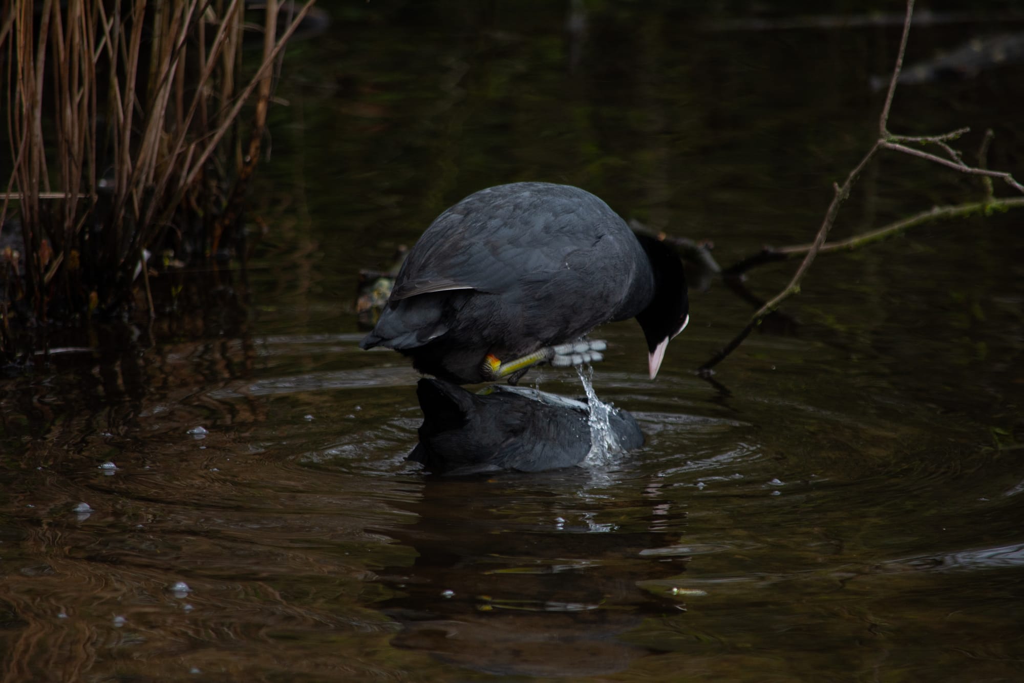 Gefangene Momente der Wildnis