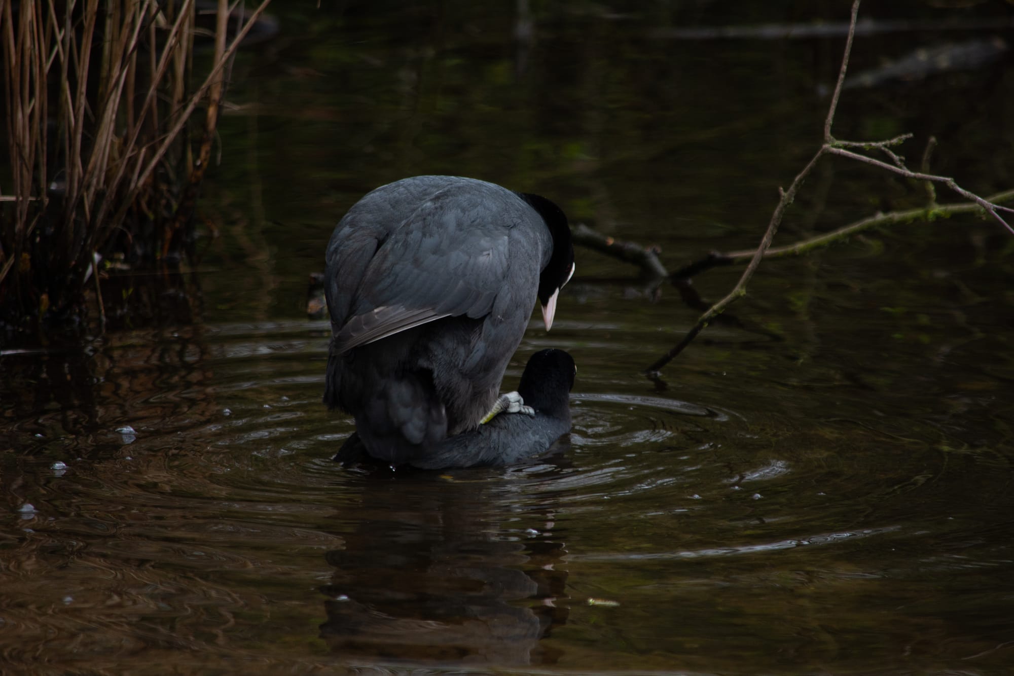 Gefangene Momente der Wildnis