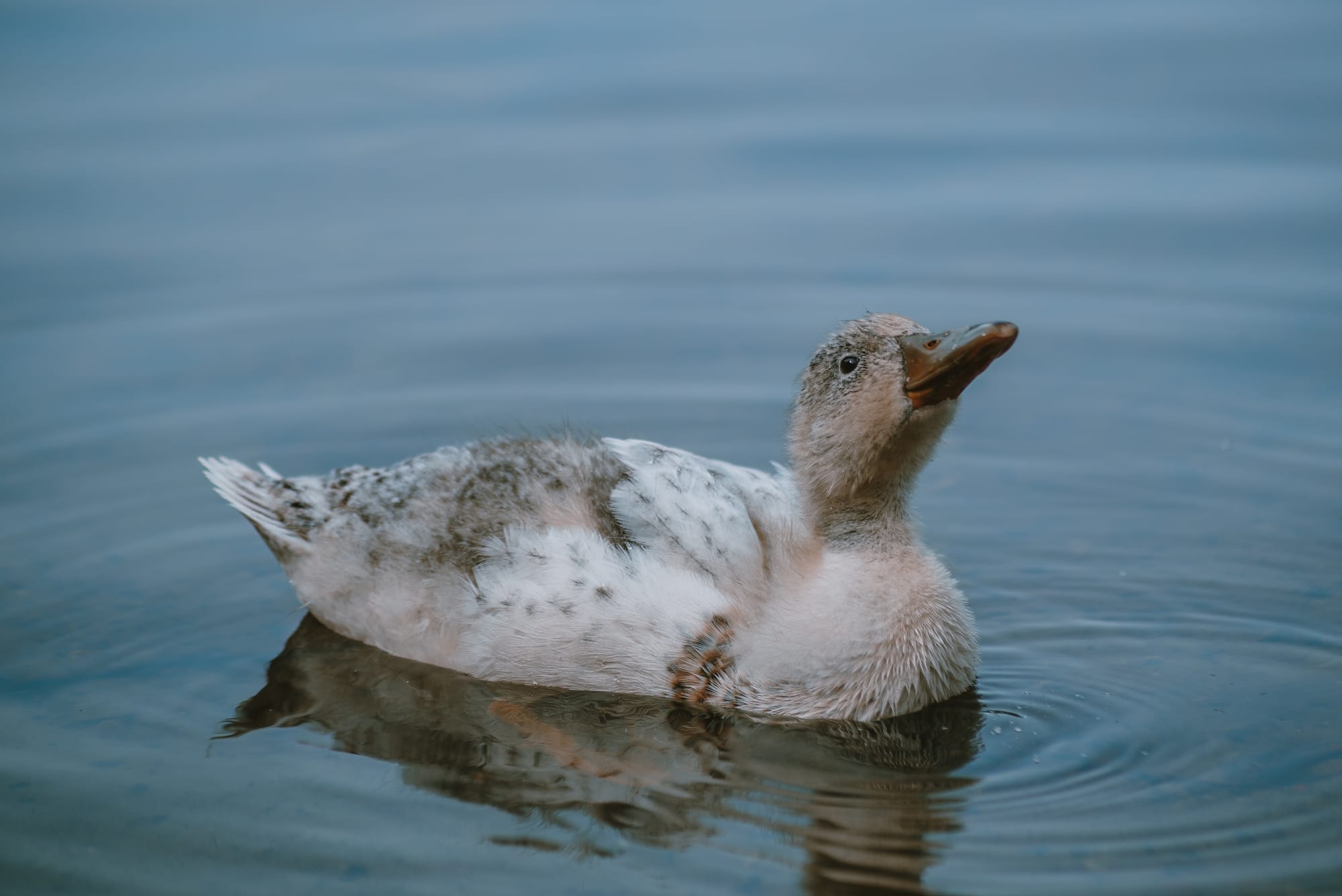 Gefangene Momente der Wildnis