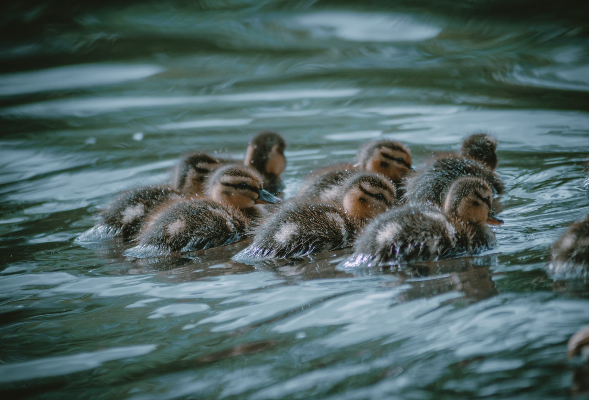 Gefangene Momente der Wildnis