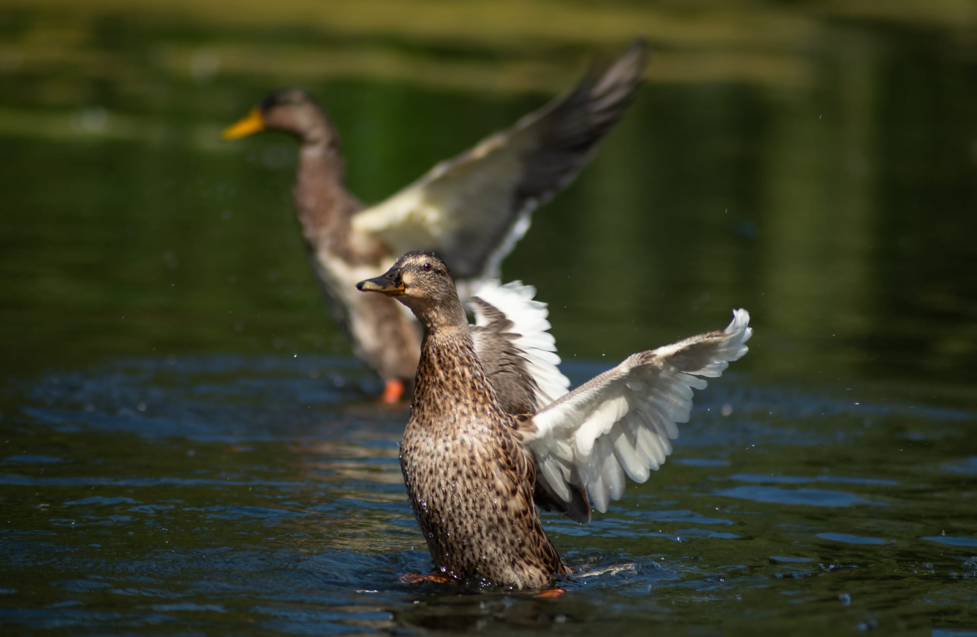 Gefangene Momente der Wildnis