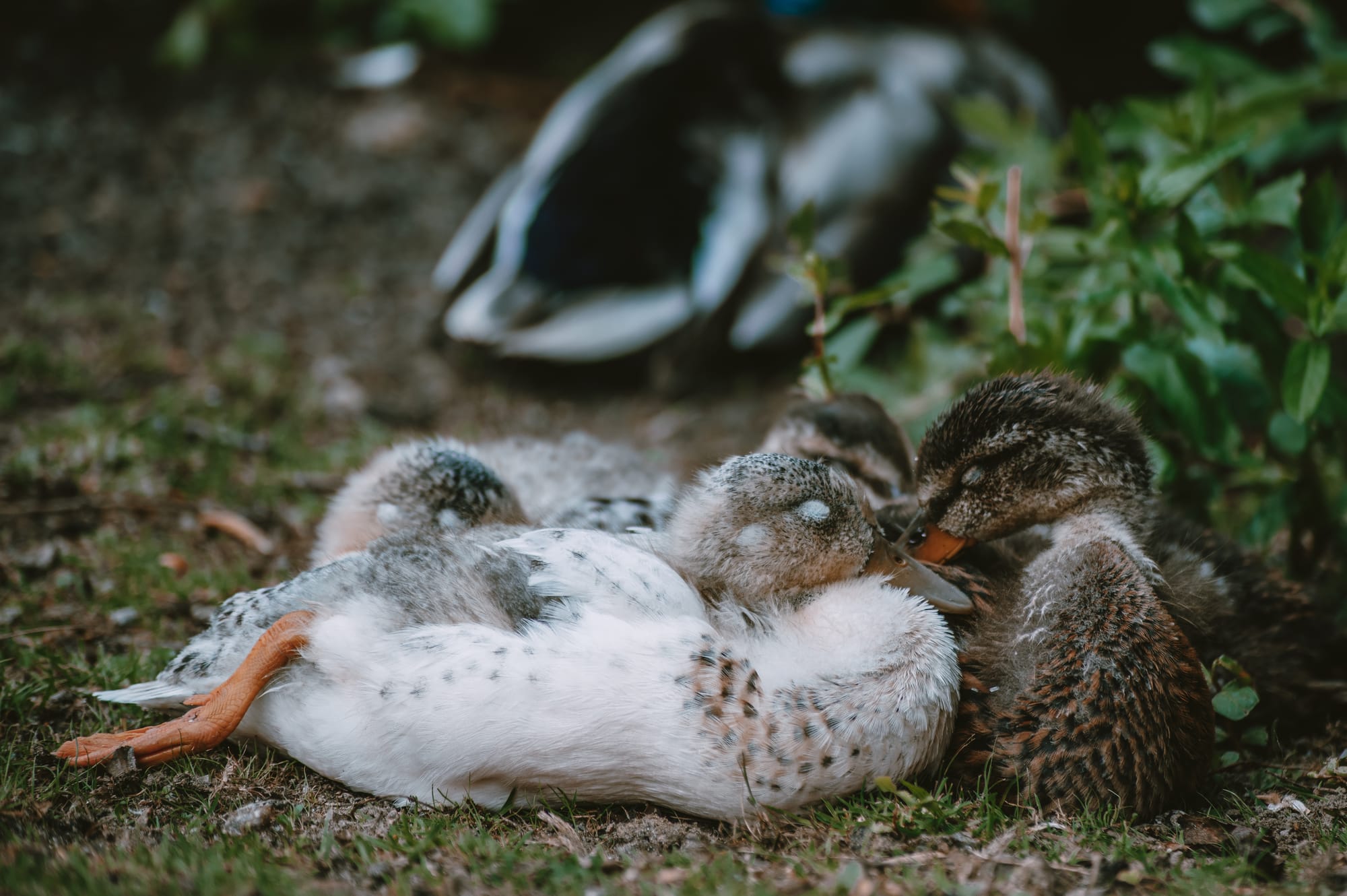 Gefangene Momente der Wildnis