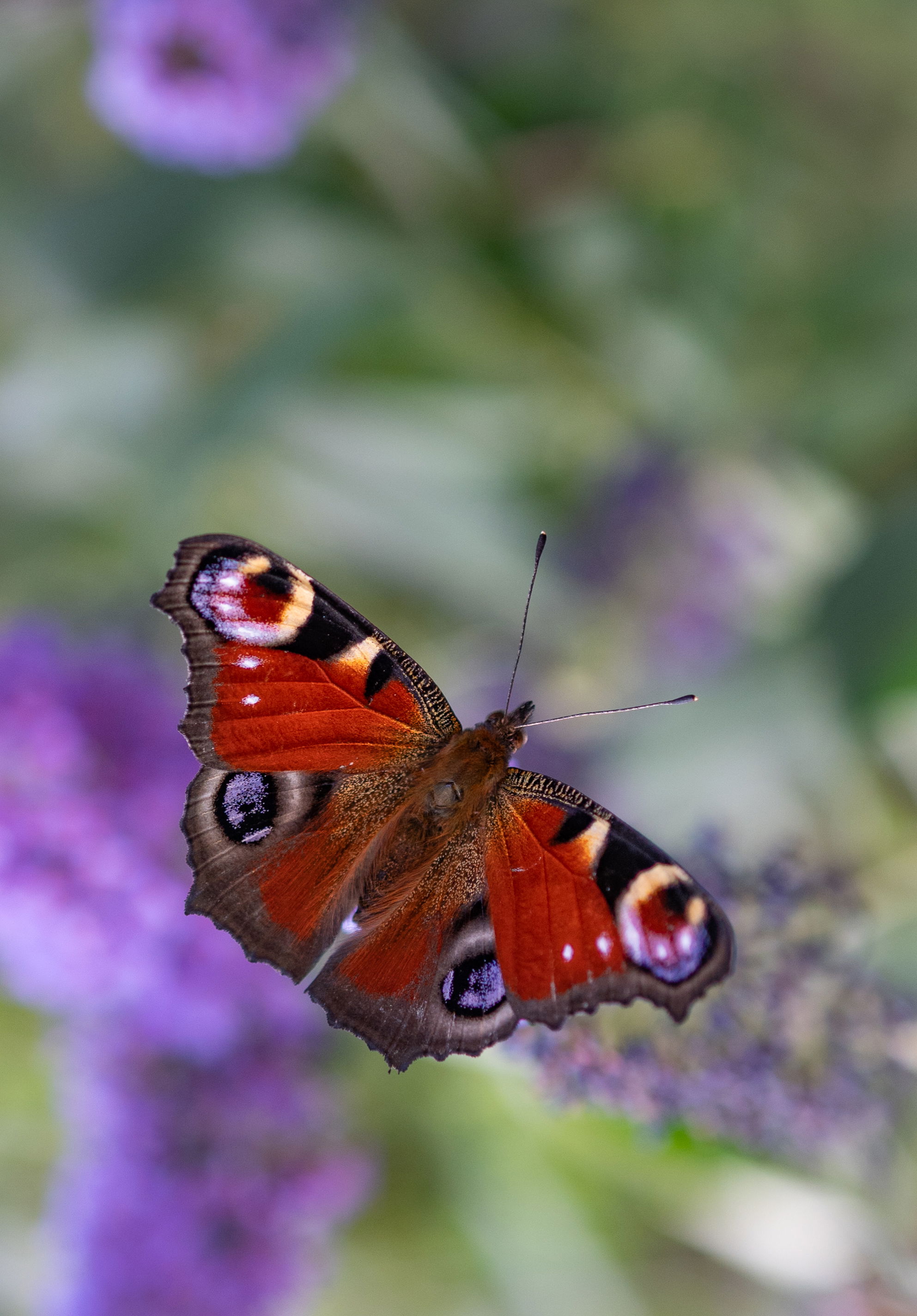 Gefangene Momente der Wildnis