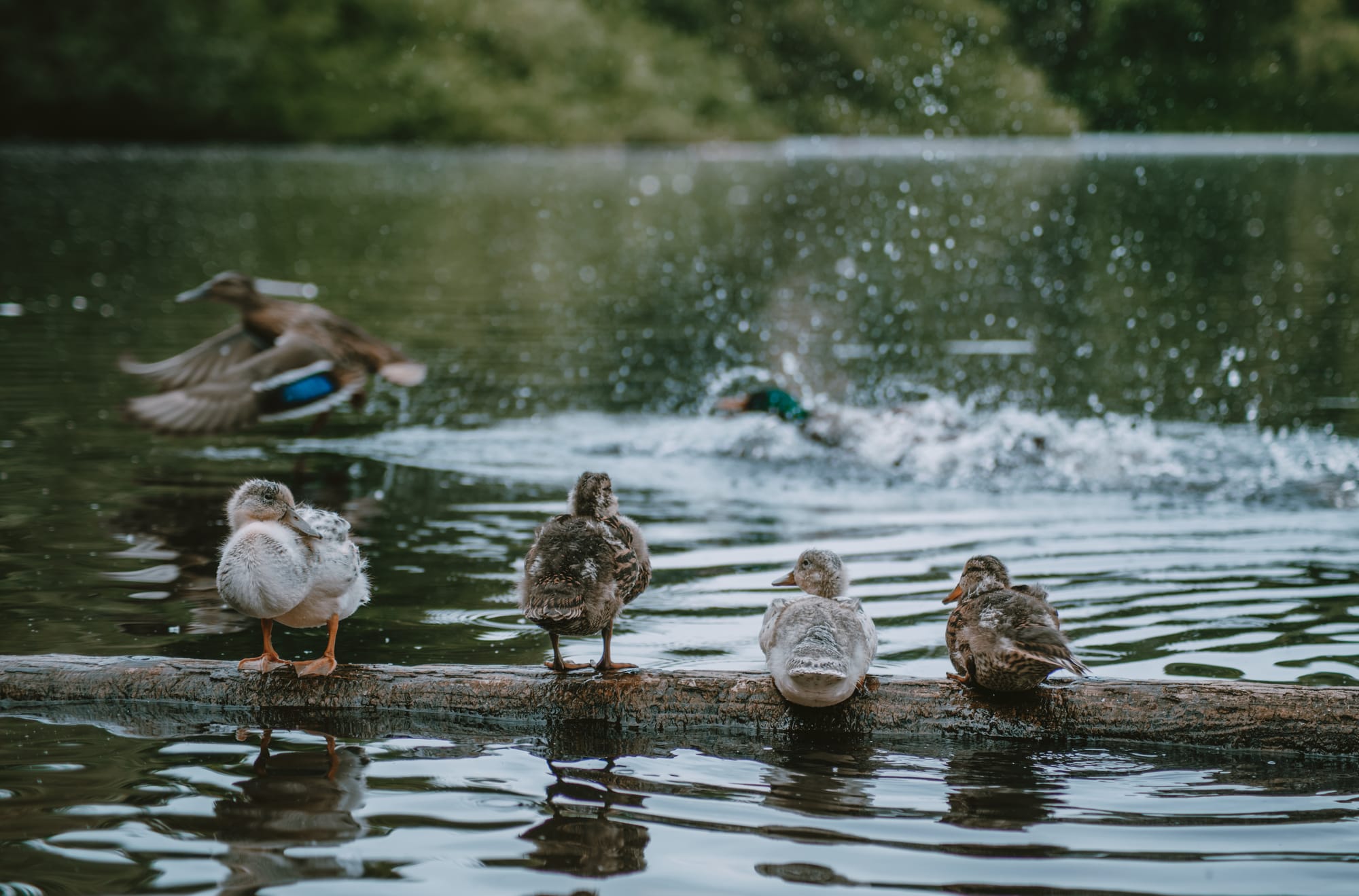 Gefangene Momente der Wildnis