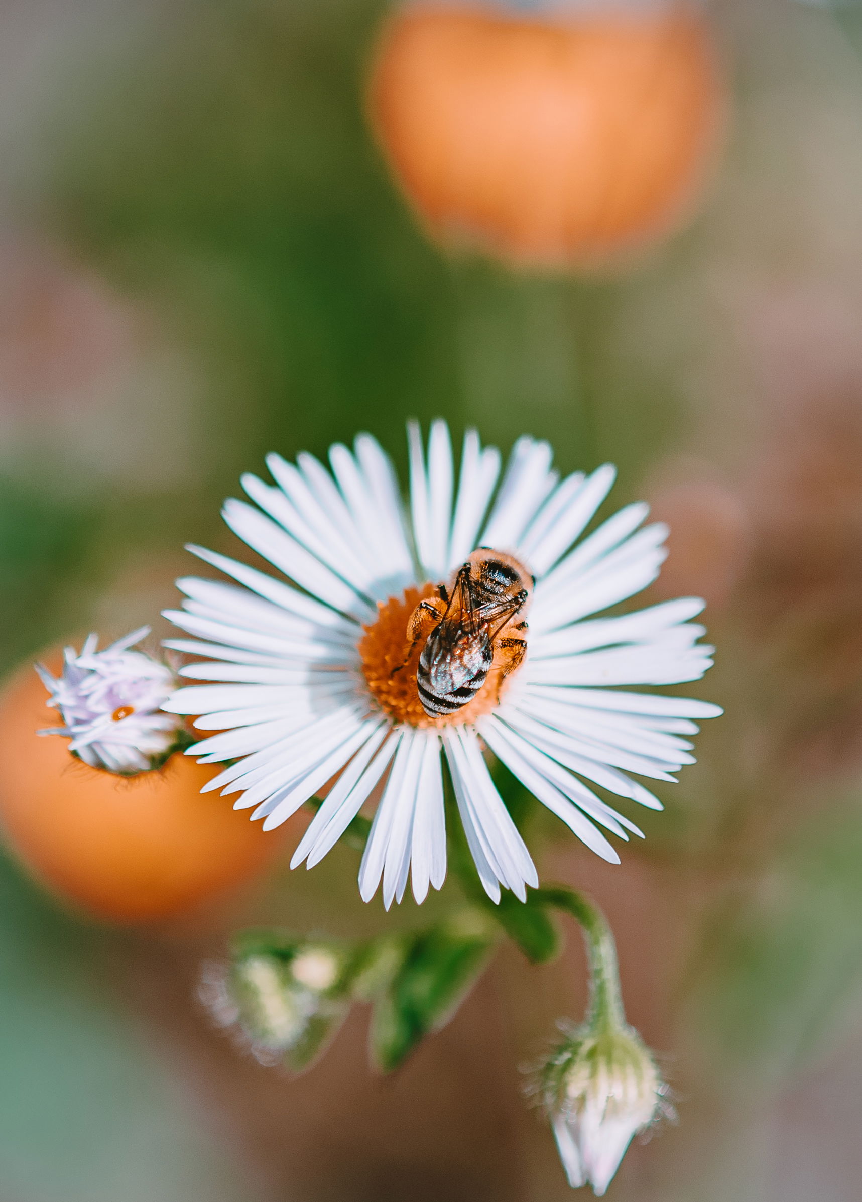 Gefangene Momente der Wildnis