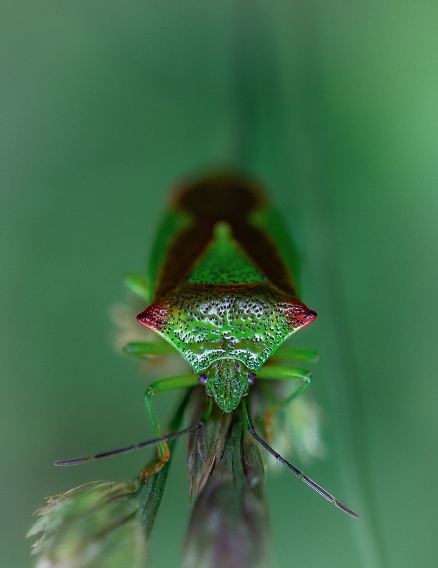 Gefangene Momente der Wildnis