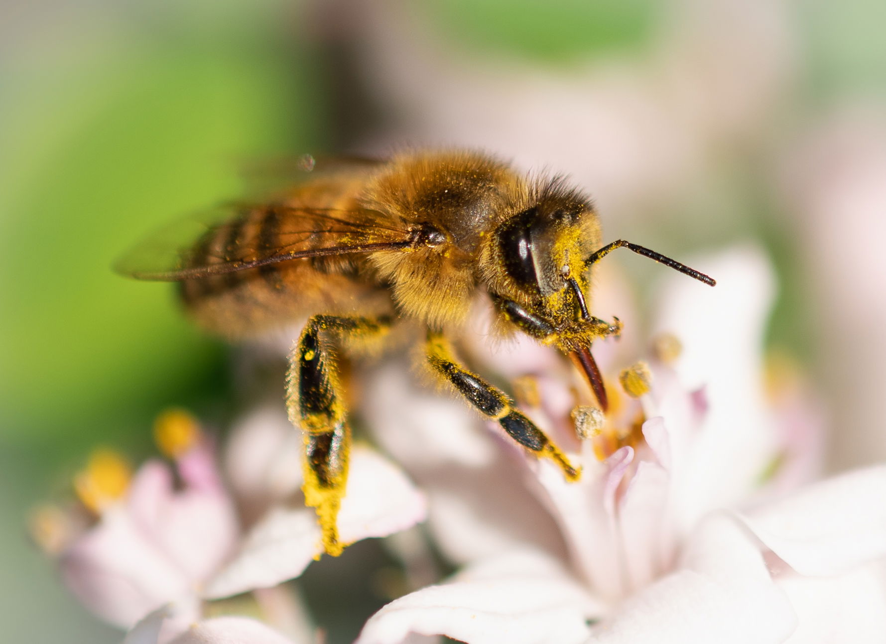 Gefangene Momente der Wildnis