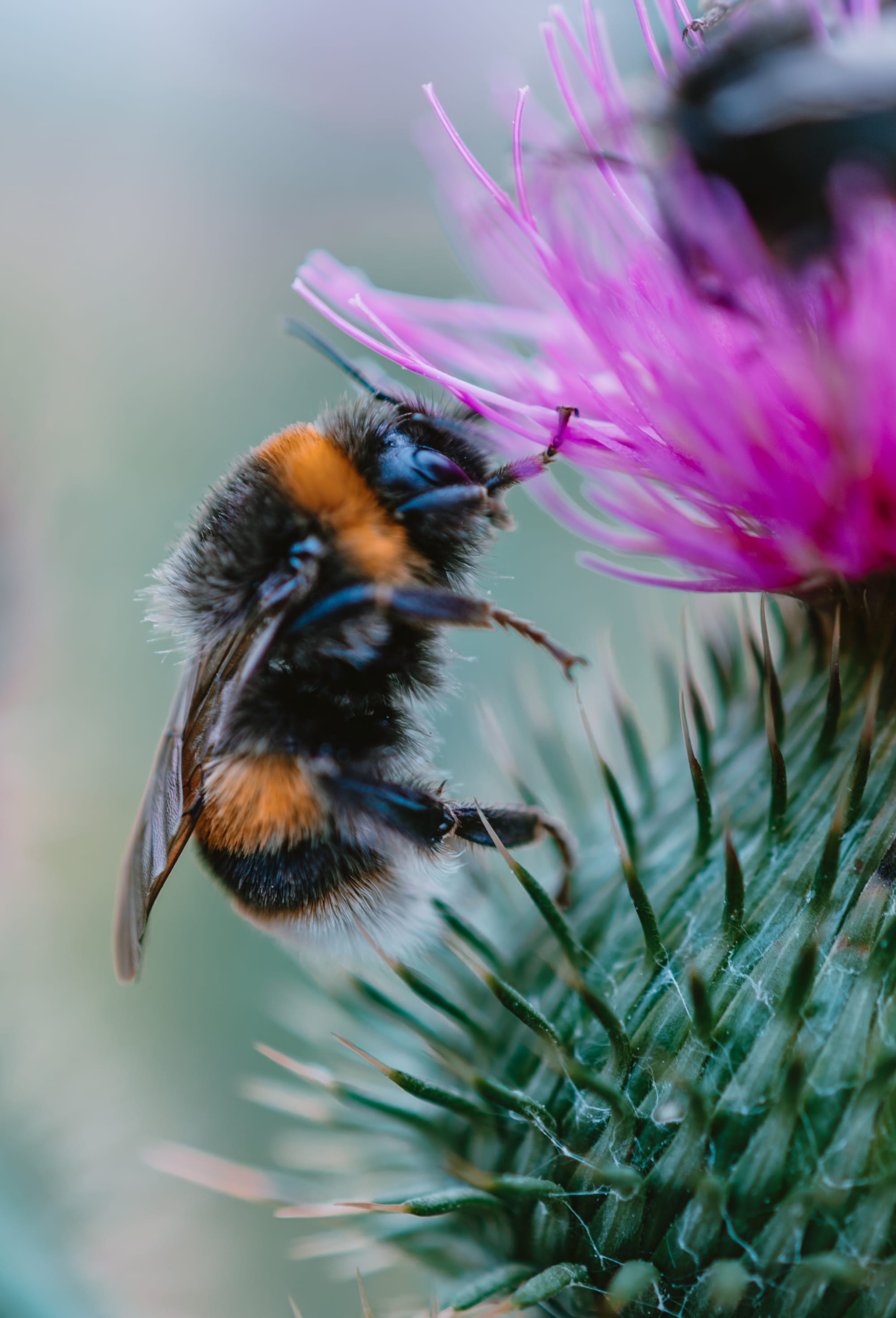 Gefangene Momente der Wildnis