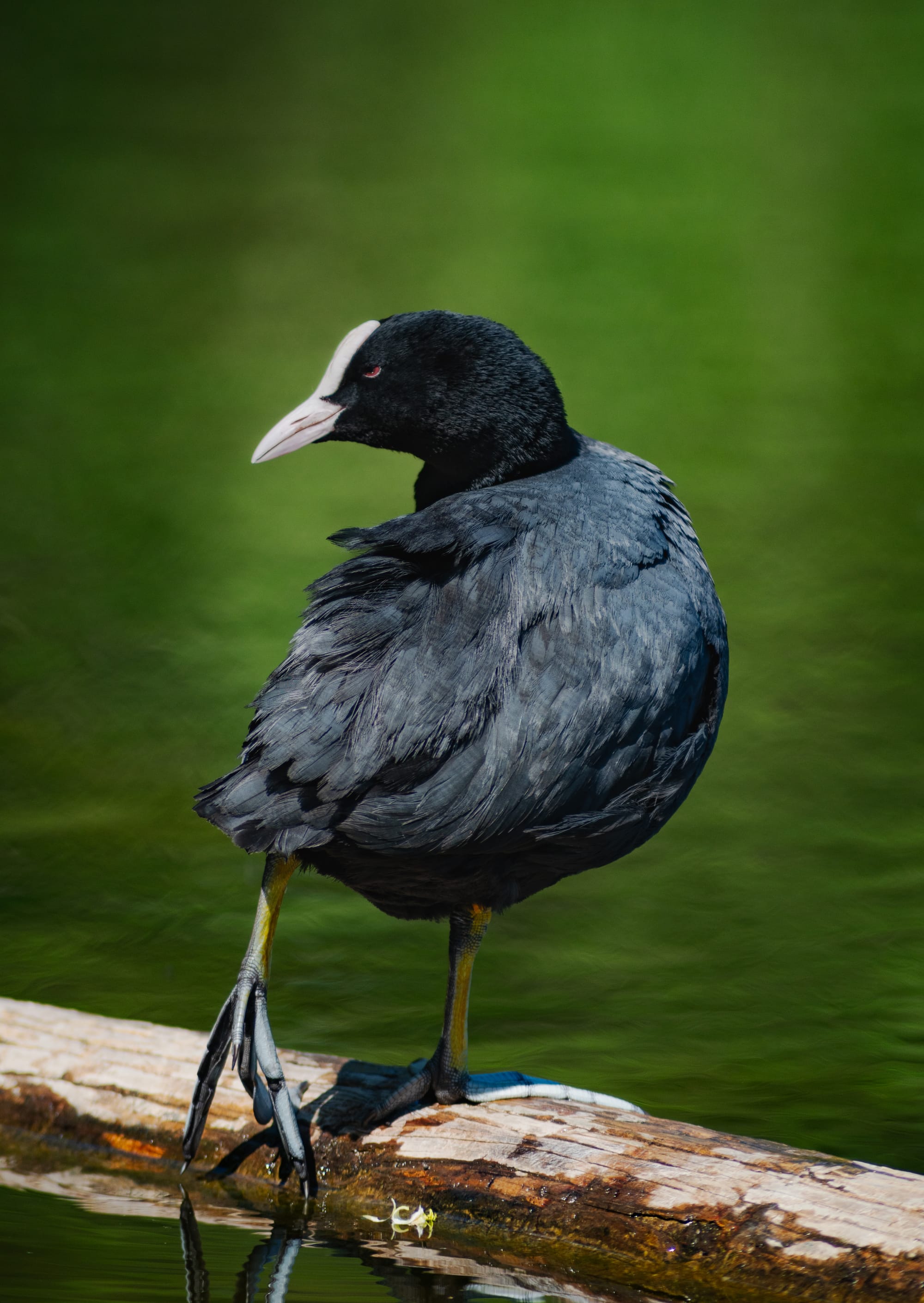 Gefangene Momente der Wildnis