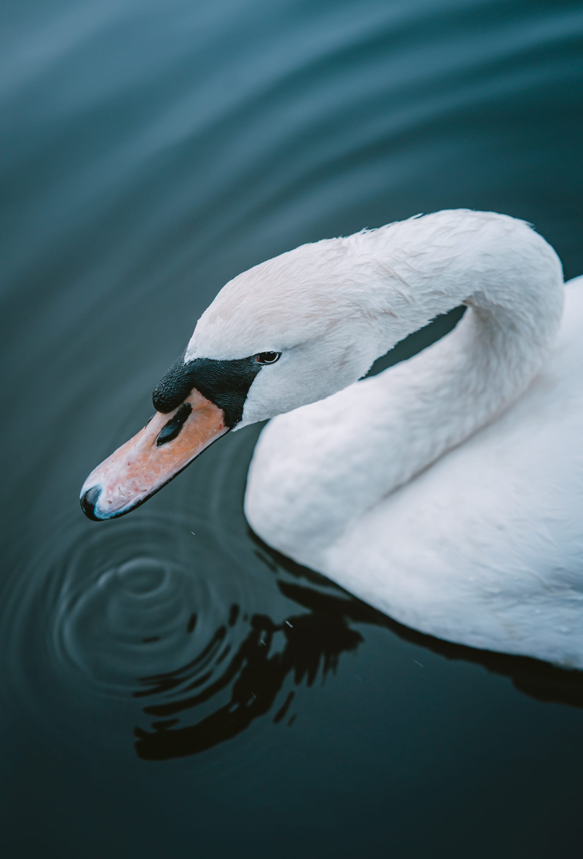 Gefangene Momente der Wildnis