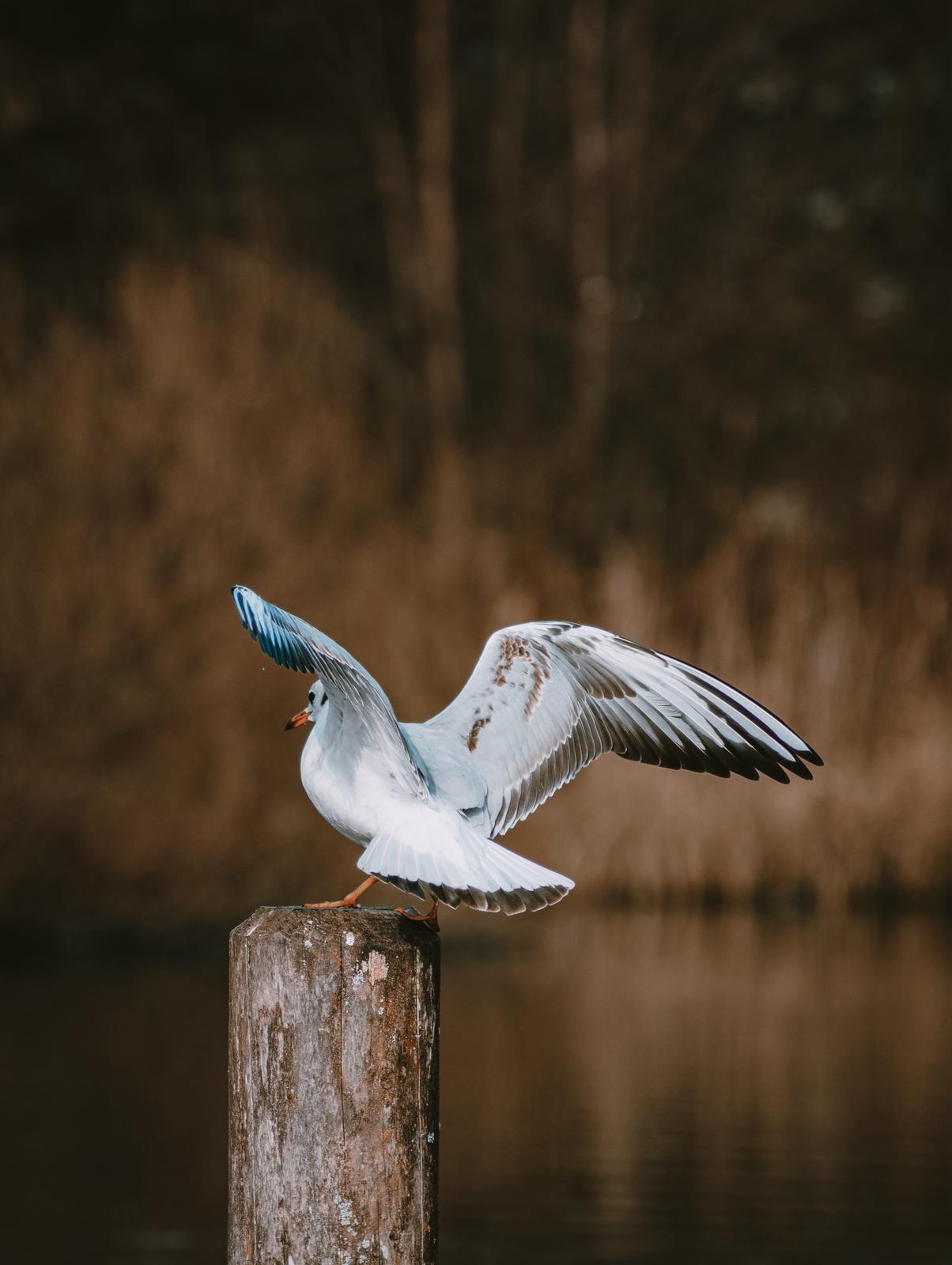 Gefangene Momente der Wildnis