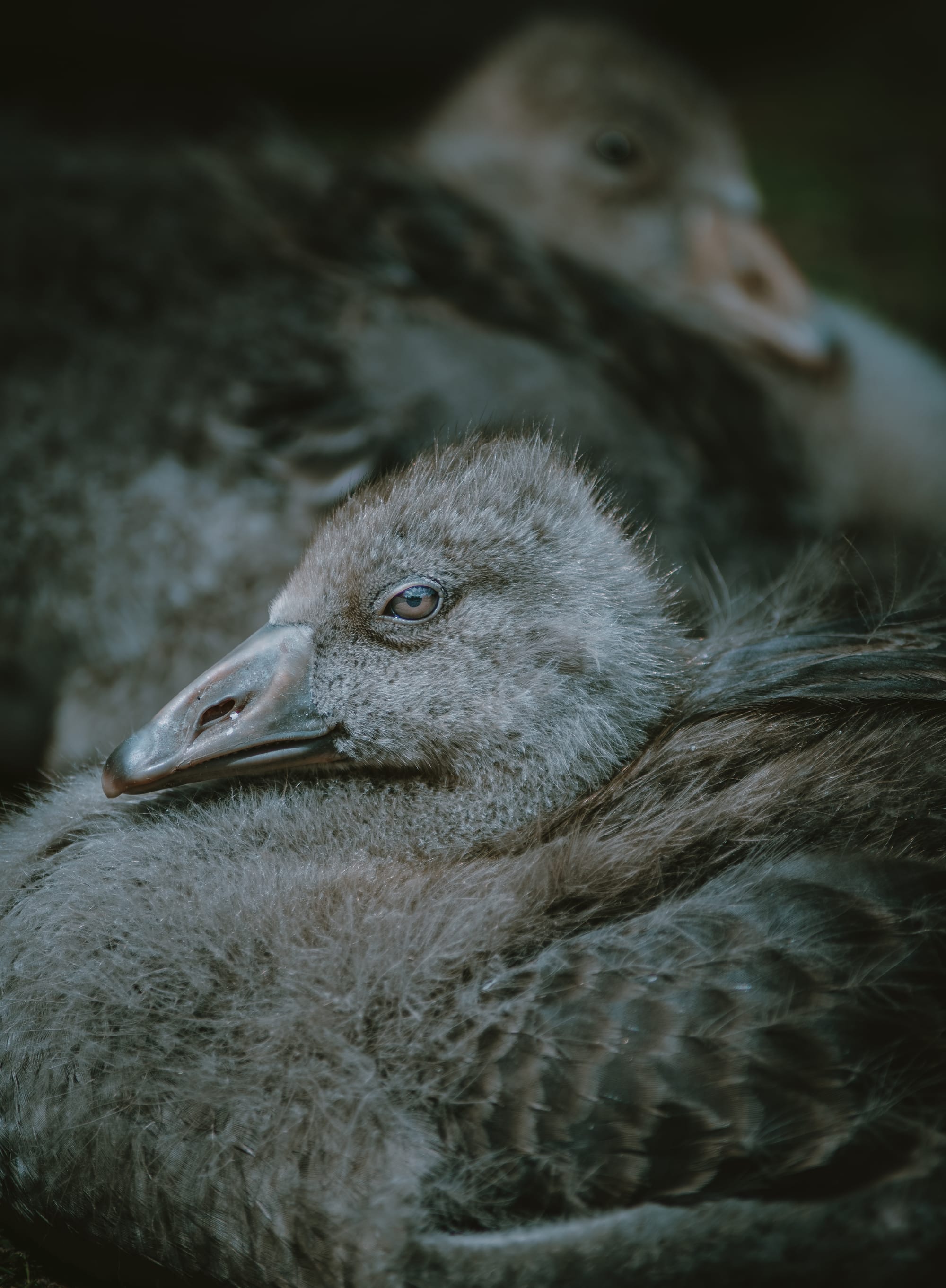 Gefangene Momente der Wildnis