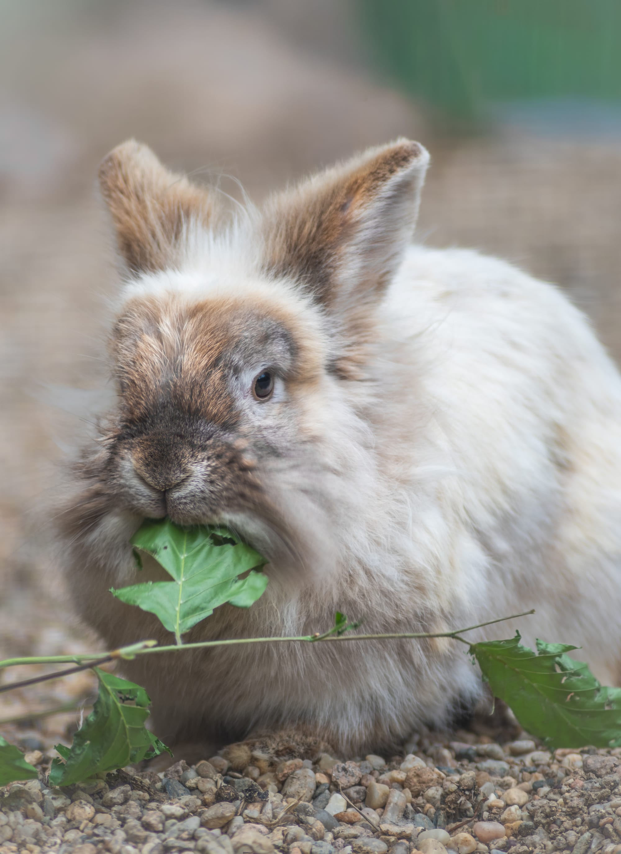 Für alle, die ihr Herz mit Fell, Federn oder Pfoten teilen