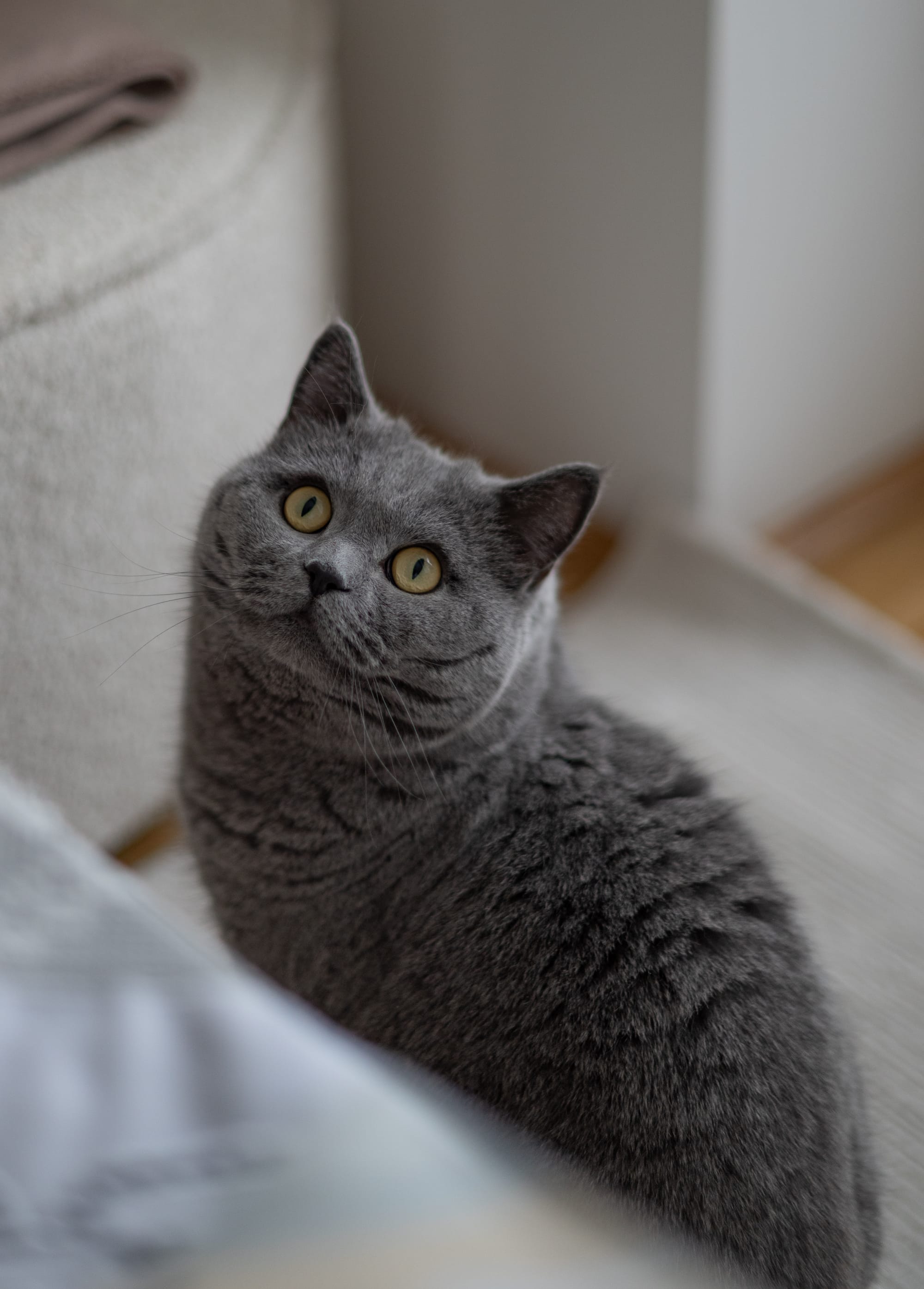 Für alle, die ihr Herz mit Fell, Federn oder Pfoten teilen