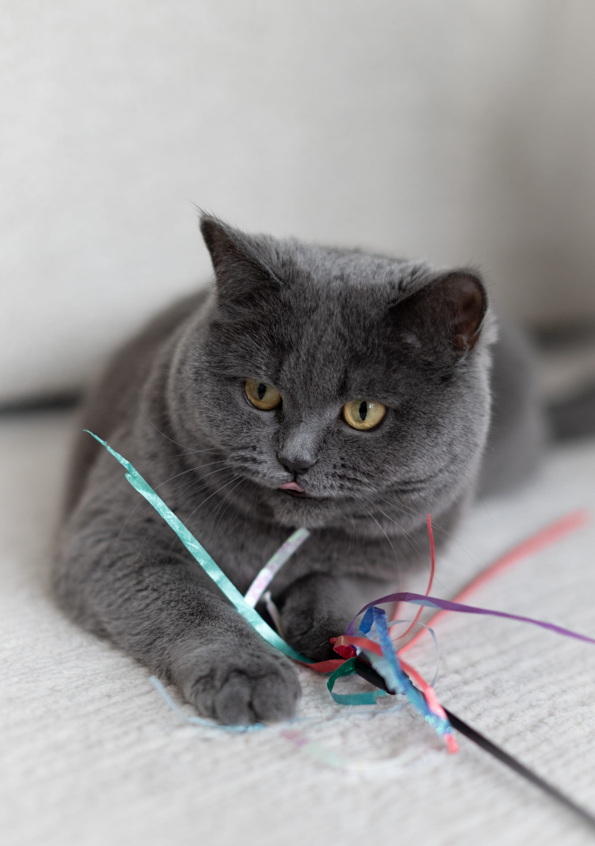 Für alle, die ihr Herz mit Fell, Federn oder Pfoten teilen