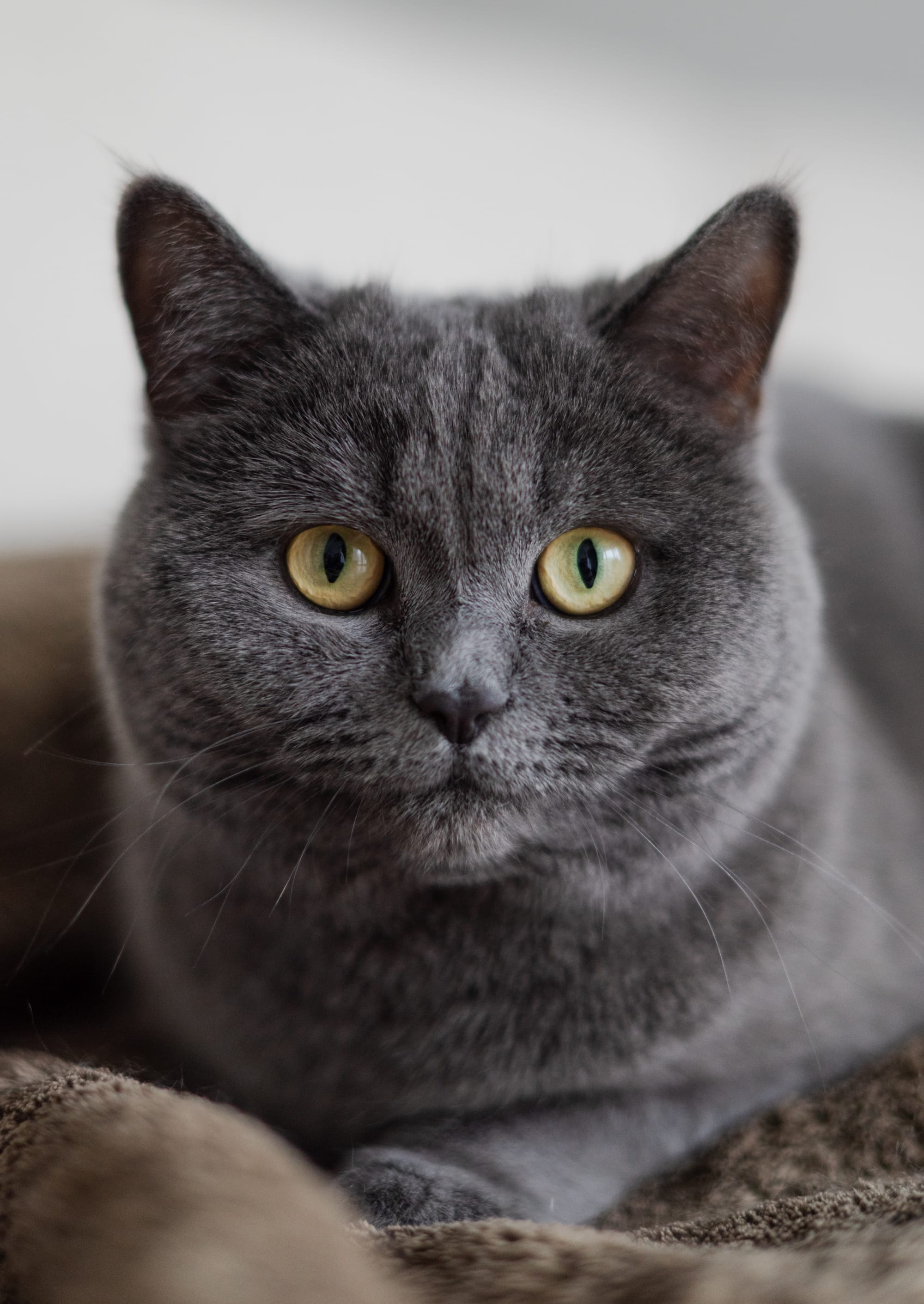 Für alle, die ihr Herz mit Fell, Federn oder Pfoten teilen