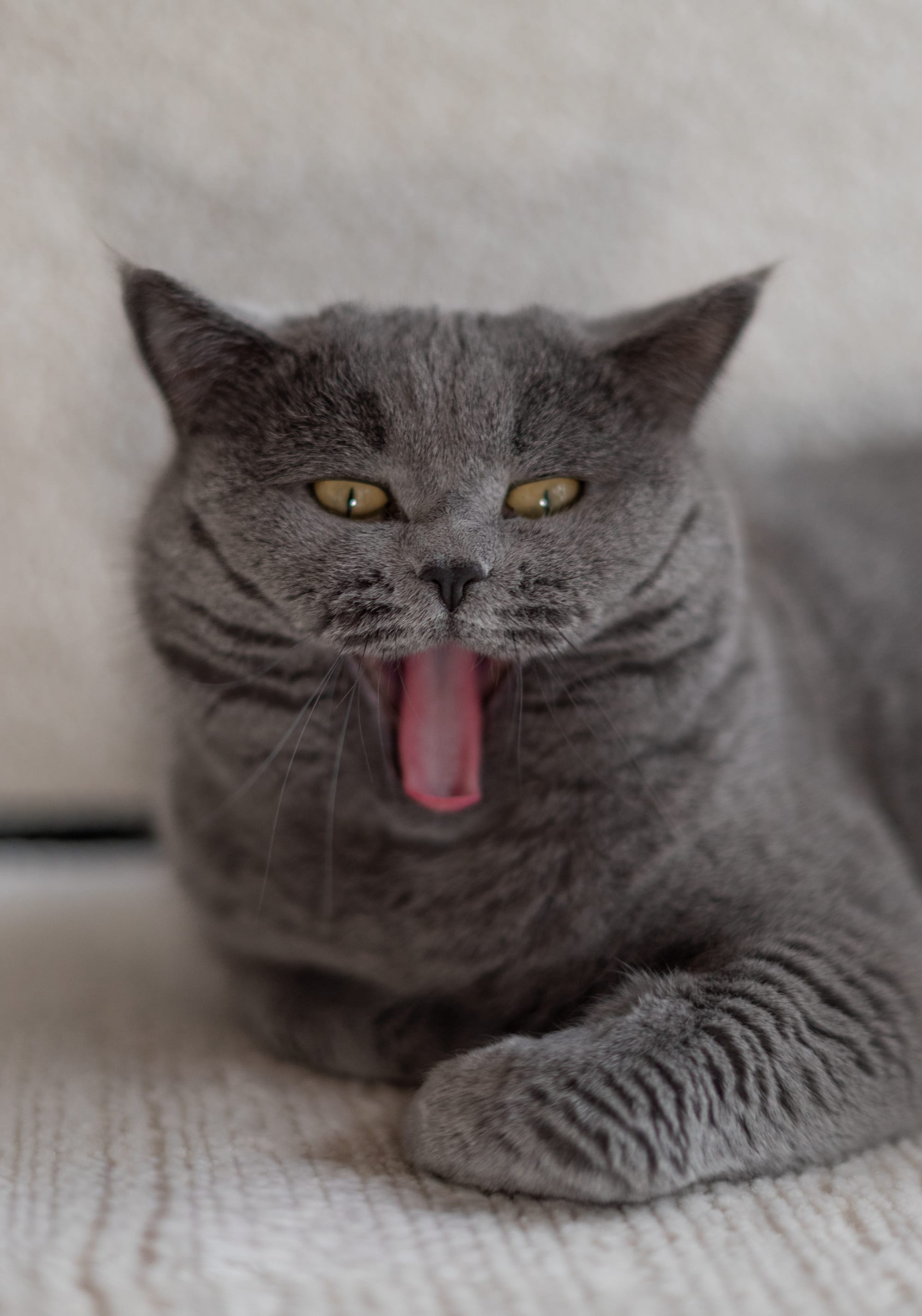 Für alle, die ihr Herz mit Fell, Federn oder Pfoten teilen