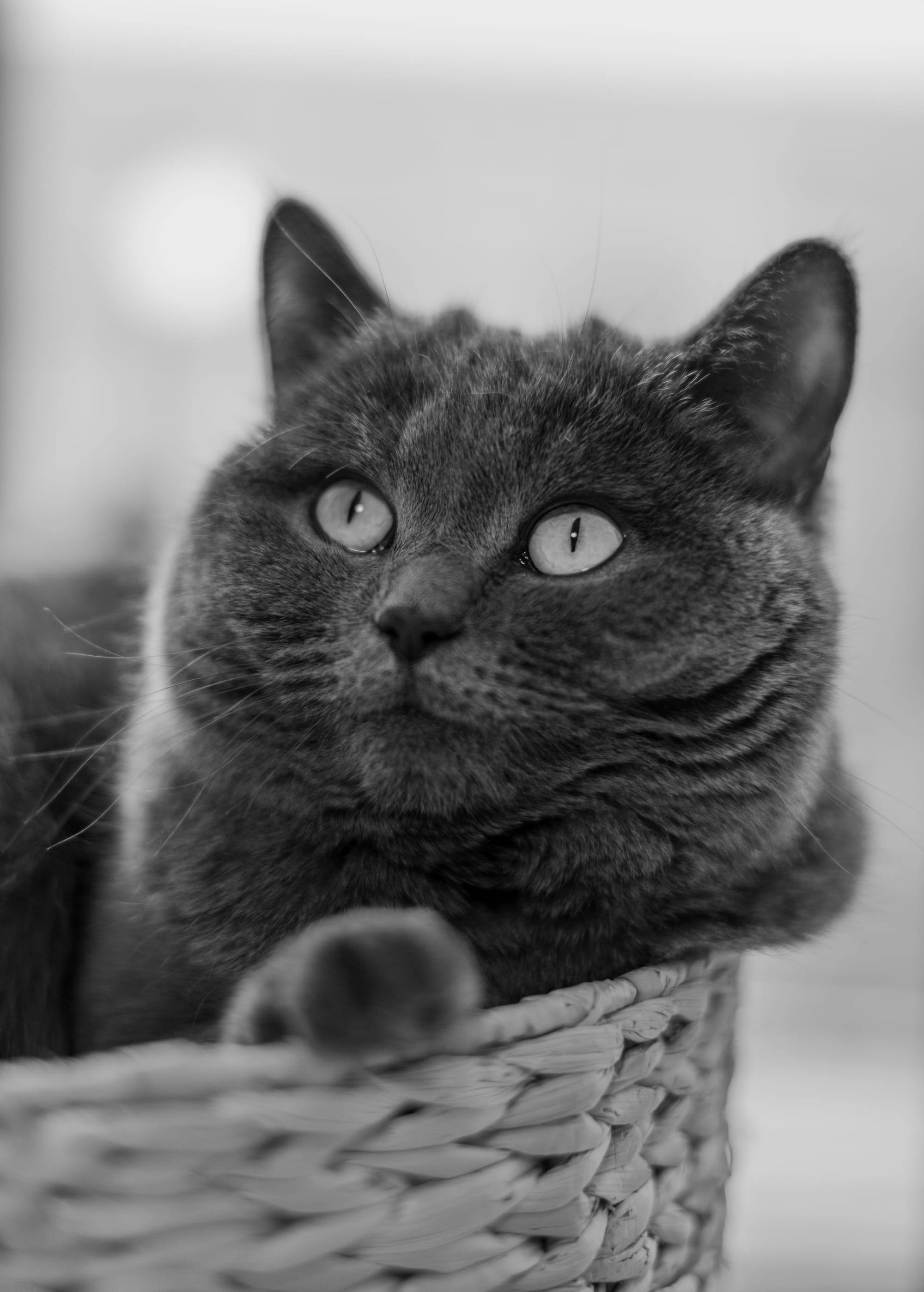 Für alle, die ihr Herz mit Fell, Federn oder Pfoten teilen