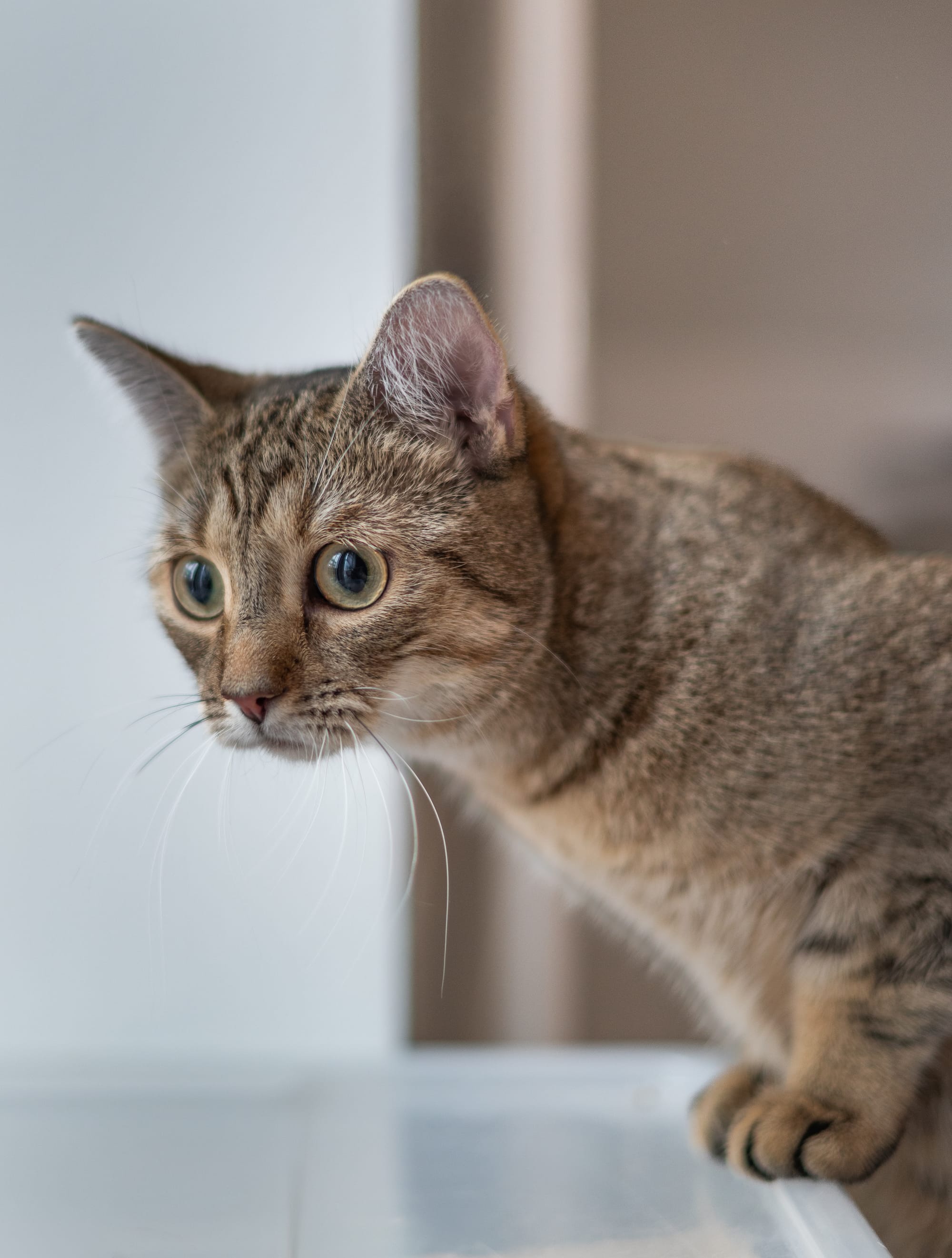 Für alle, die ihr Herz mit Fell, Federn oder Pfoten teilen