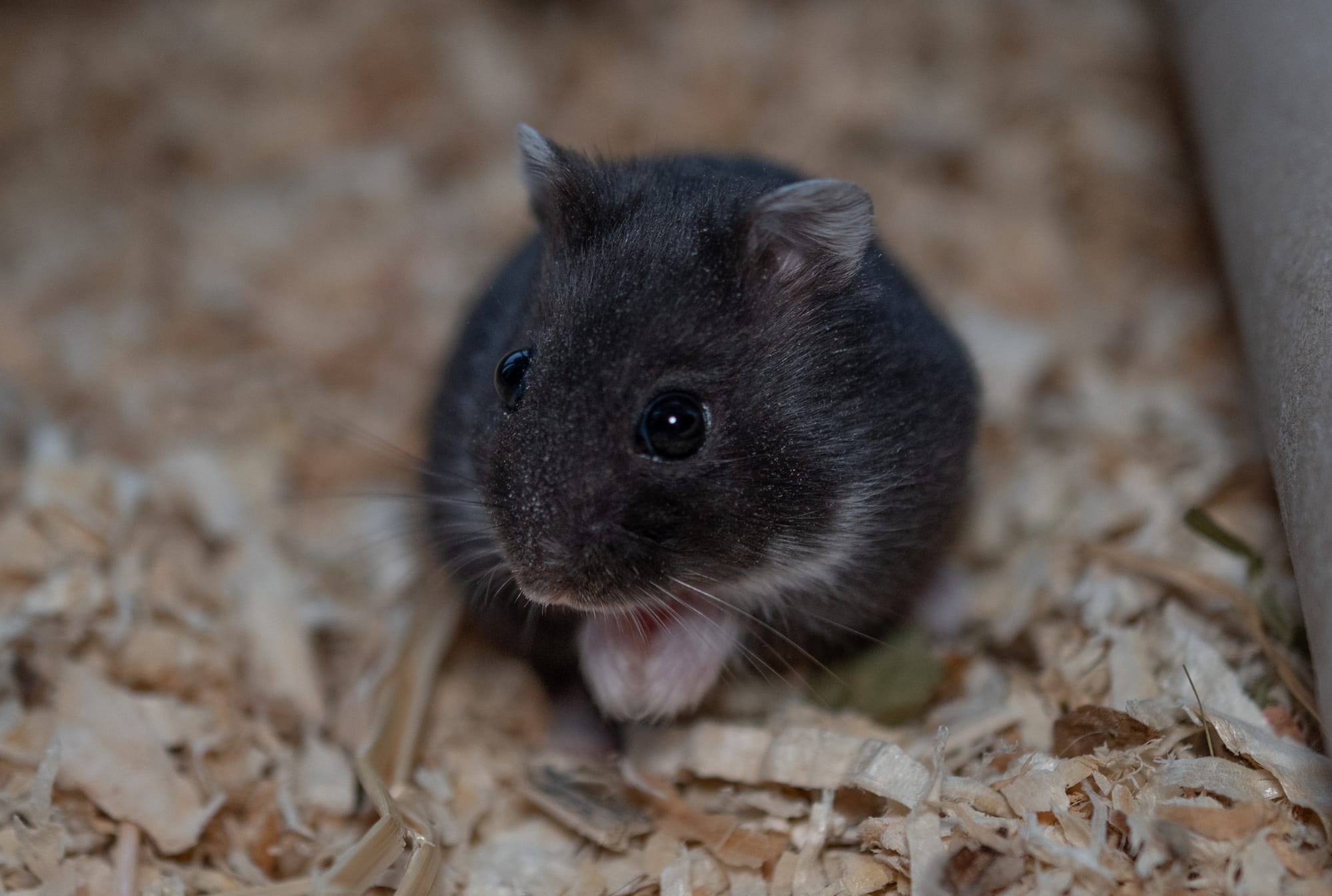 Für alle, die ihr Herz mit Fell, Federn oder Pfoten teilen