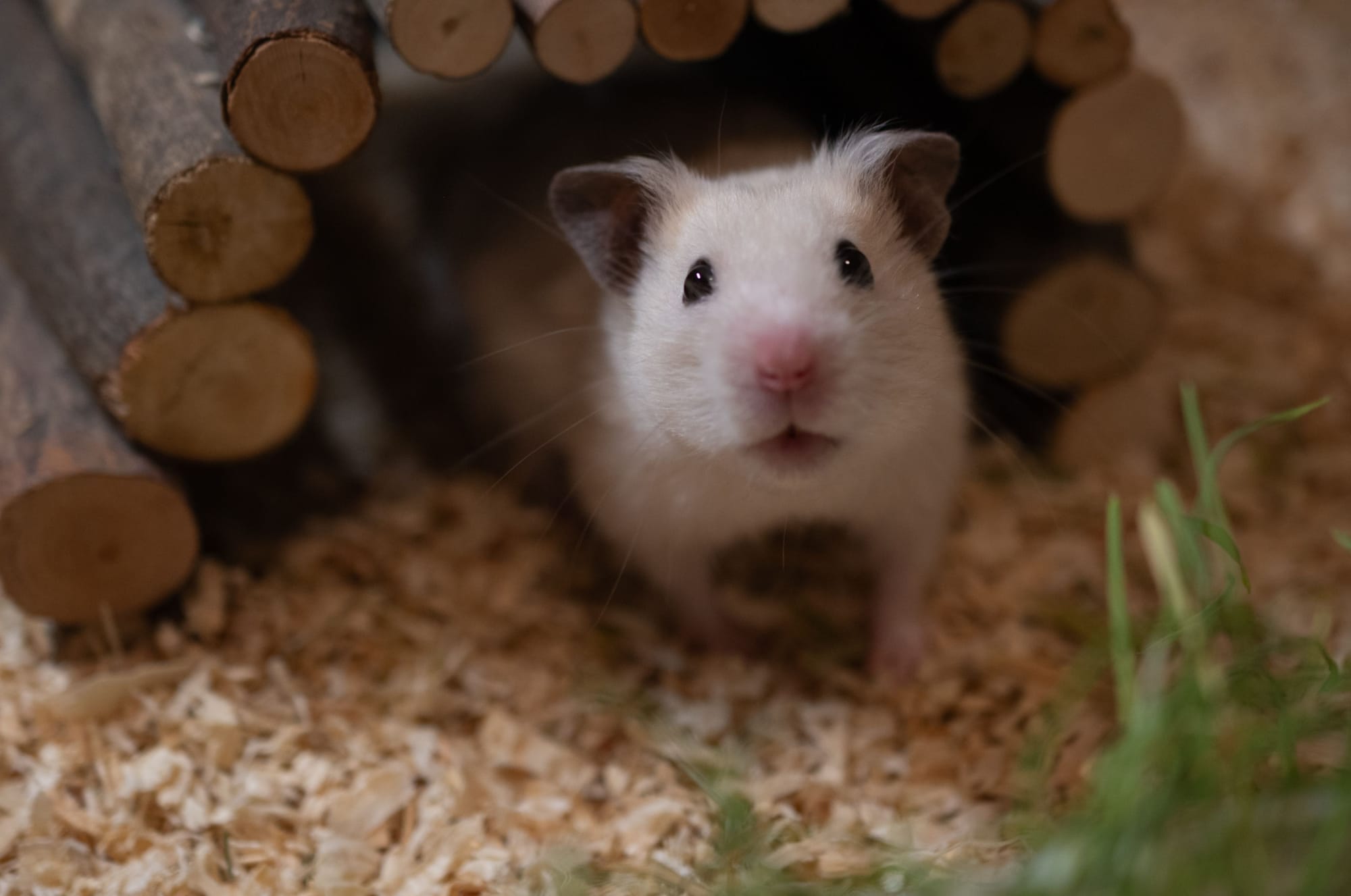 Für alle, die ihr Herz mit Fell, Federn oder Pfoten teilen
