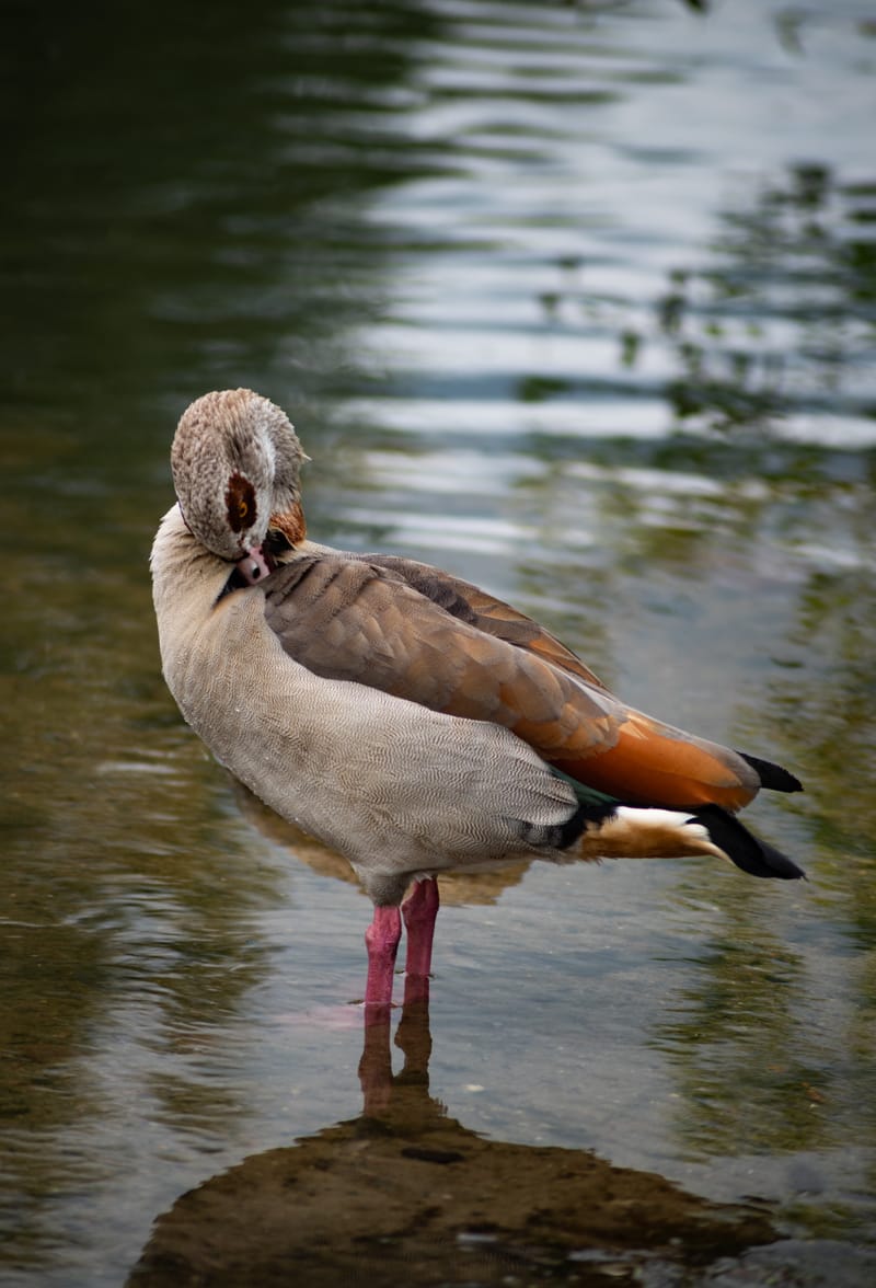 Wildlife-und Makrofotografie