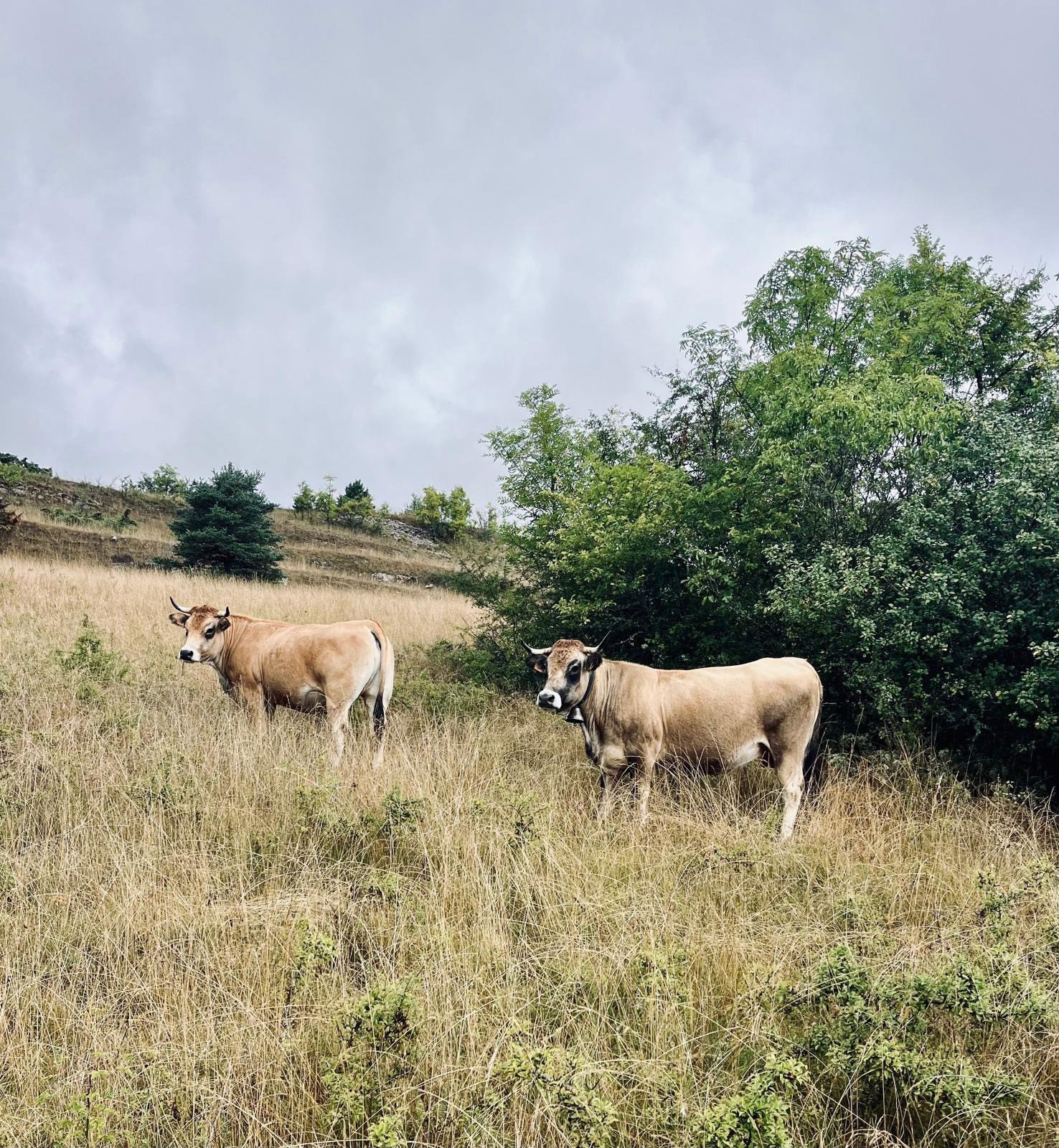 Quelque part en Lozère