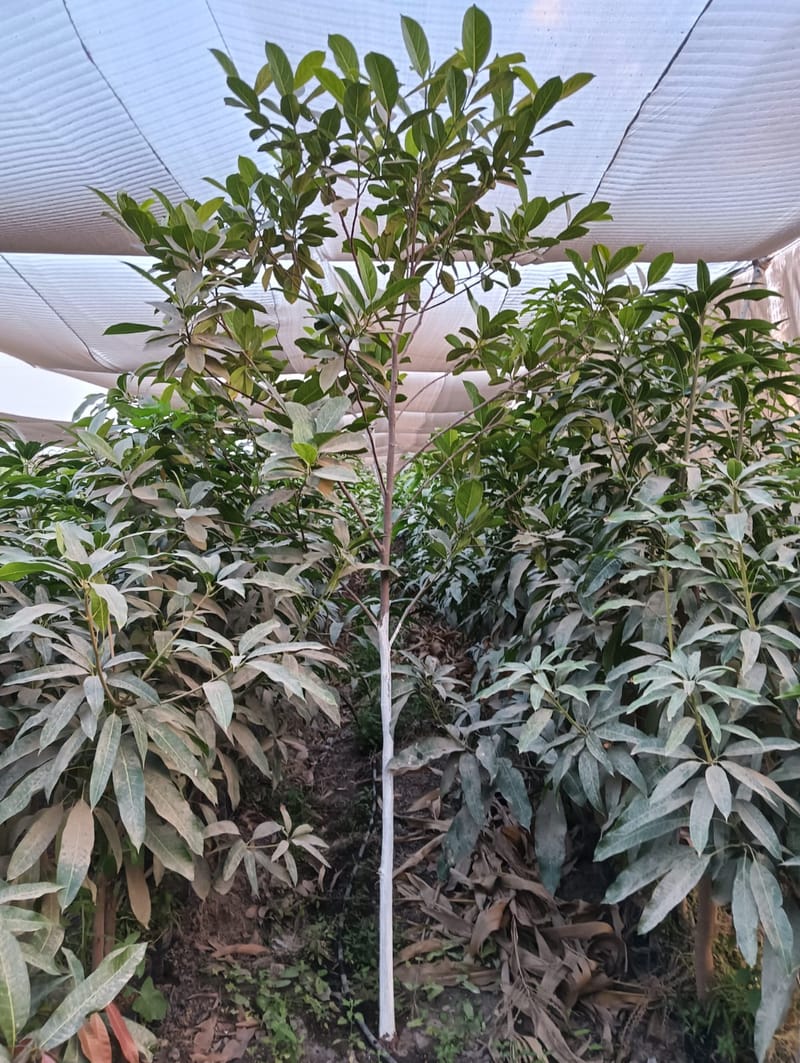 تقديم النصائح والاستشارات الزراعية