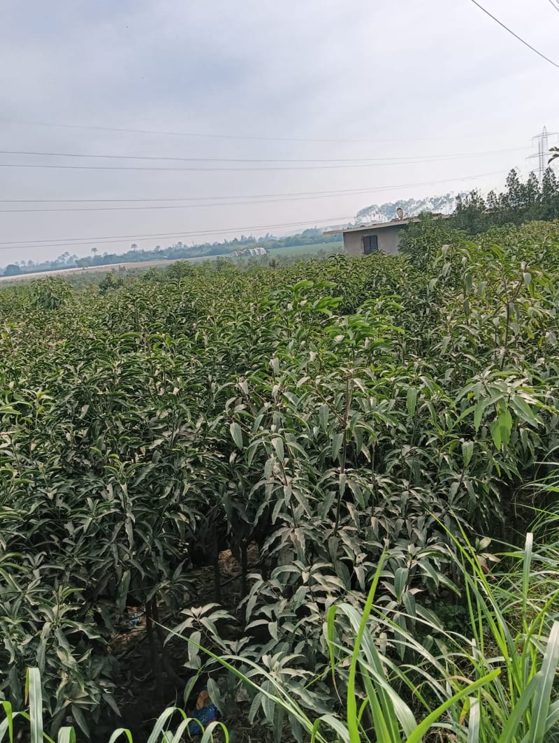 تزويد الأدوات والتجهيزات الزراعية