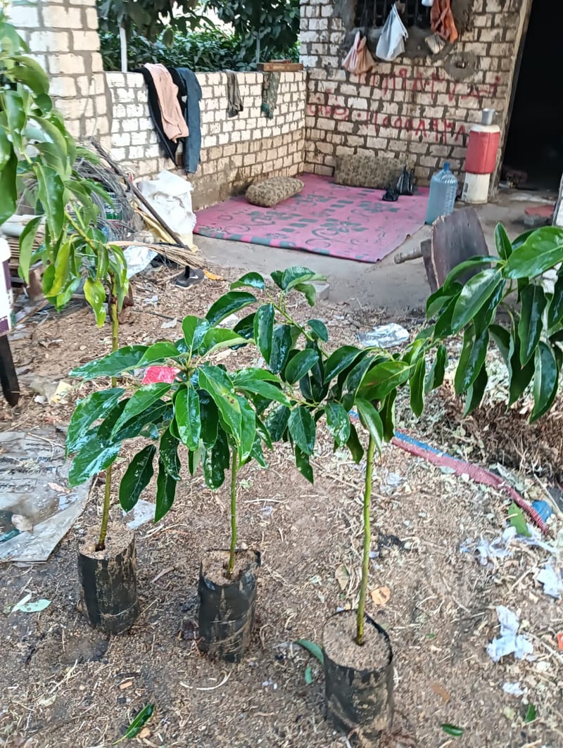 خدمات الري المتقدمة