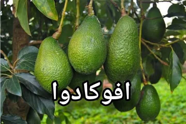 توريد الشتلات الزراعية