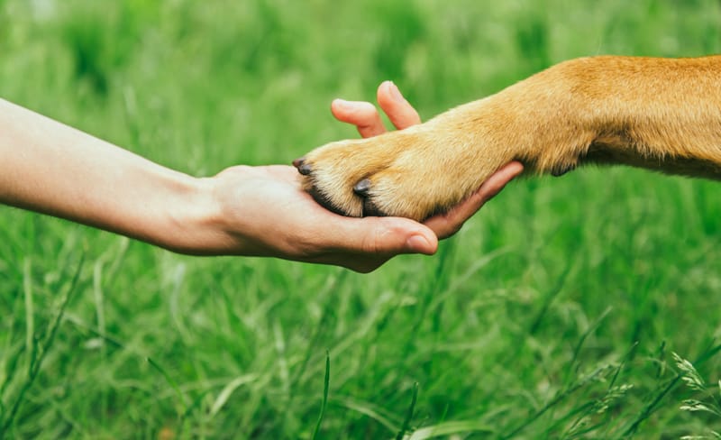 Animal-Assisted Therapy (AAT)
