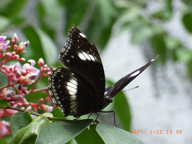 Chapter 6 : Created Order, Freedom, Determinism