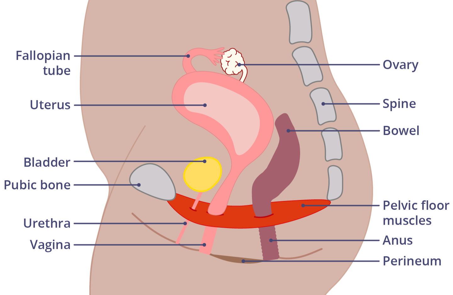 Pelvic Floor Physiotherapy in Mississauga